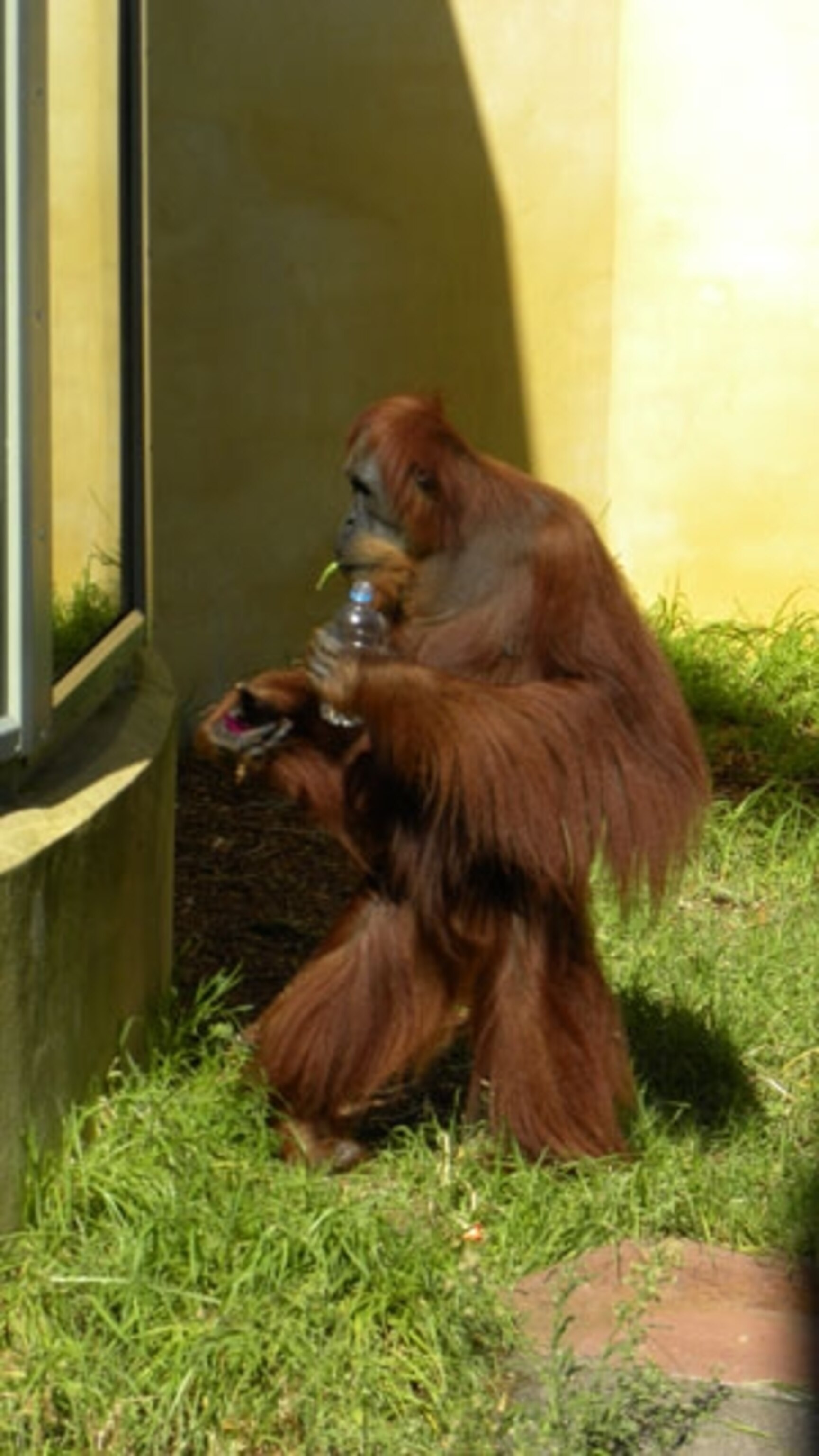 Orangutan_walking