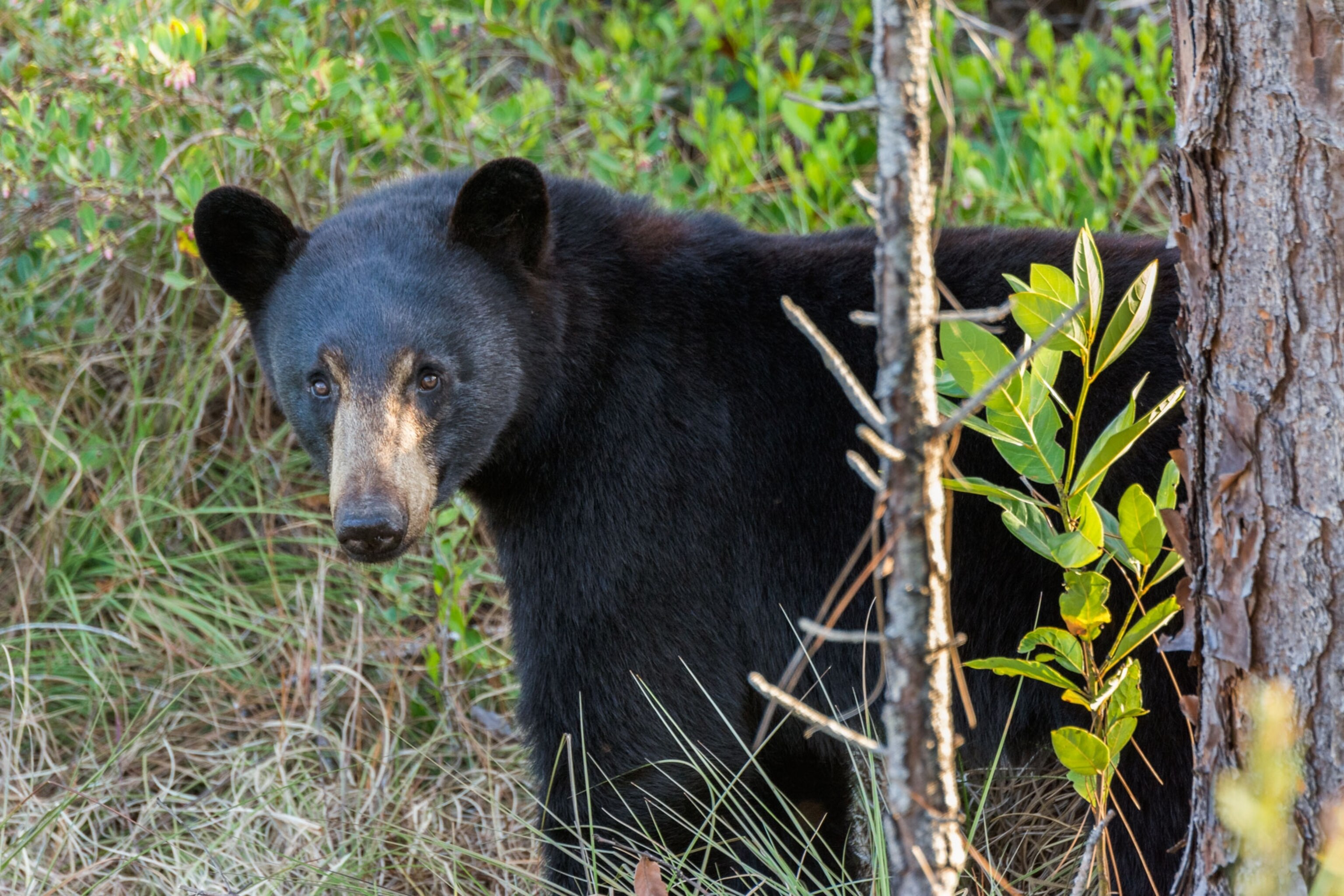 Dead Cubs, Illegal Baiting Lead to Bear Hunt Suspension