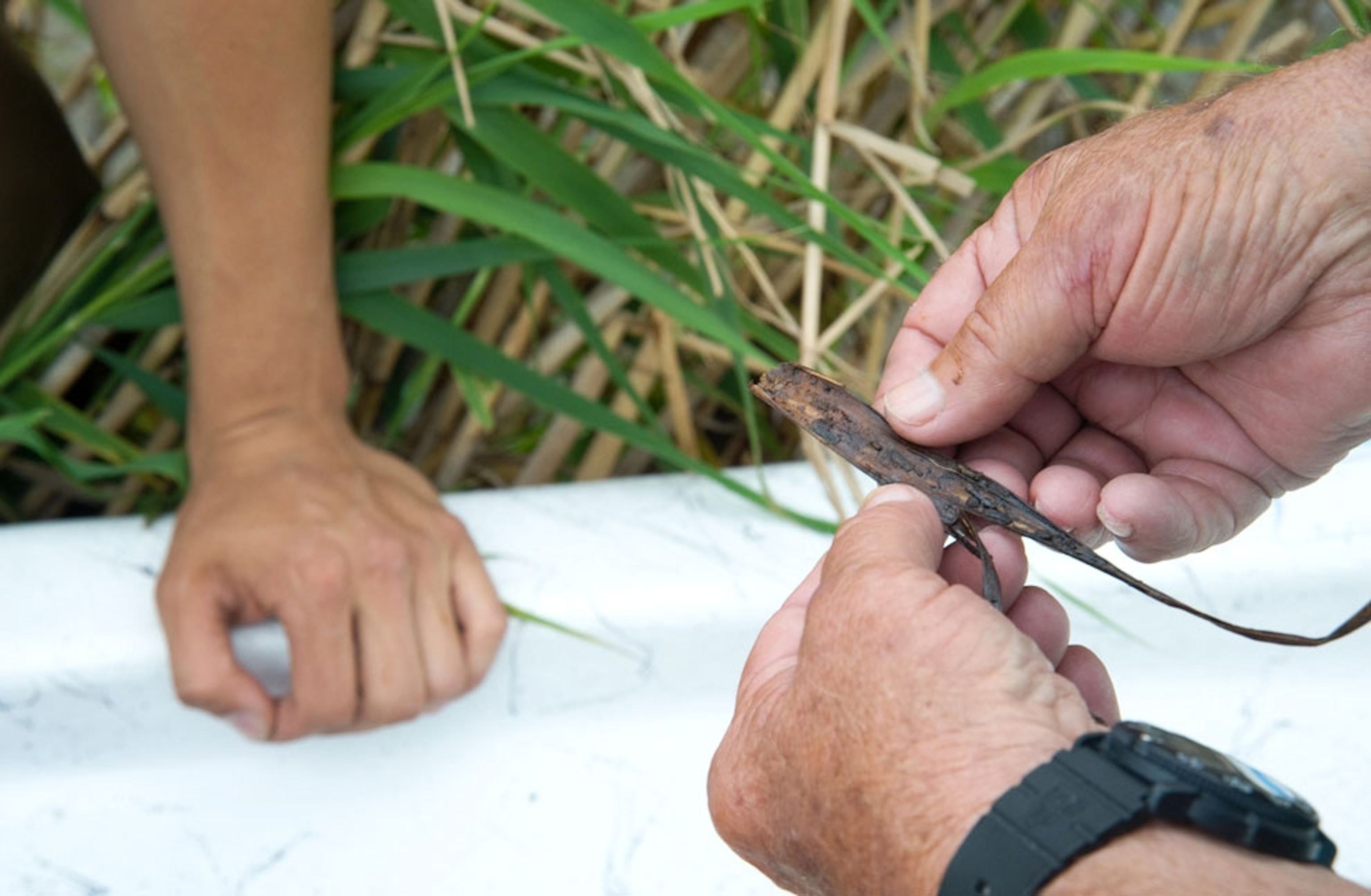 Fishermen inspect cane grass damaged by oil