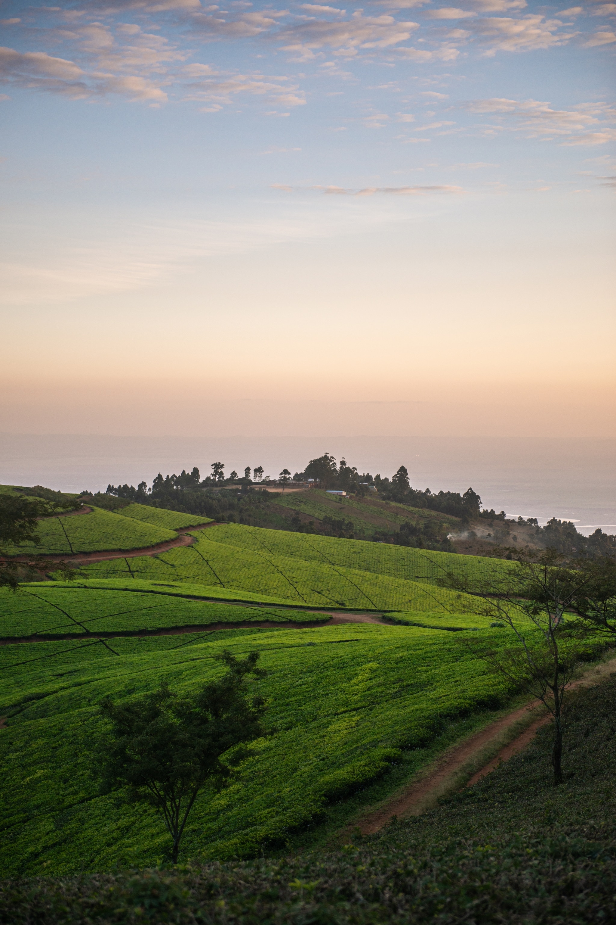 Rolling tea fields at dusk.