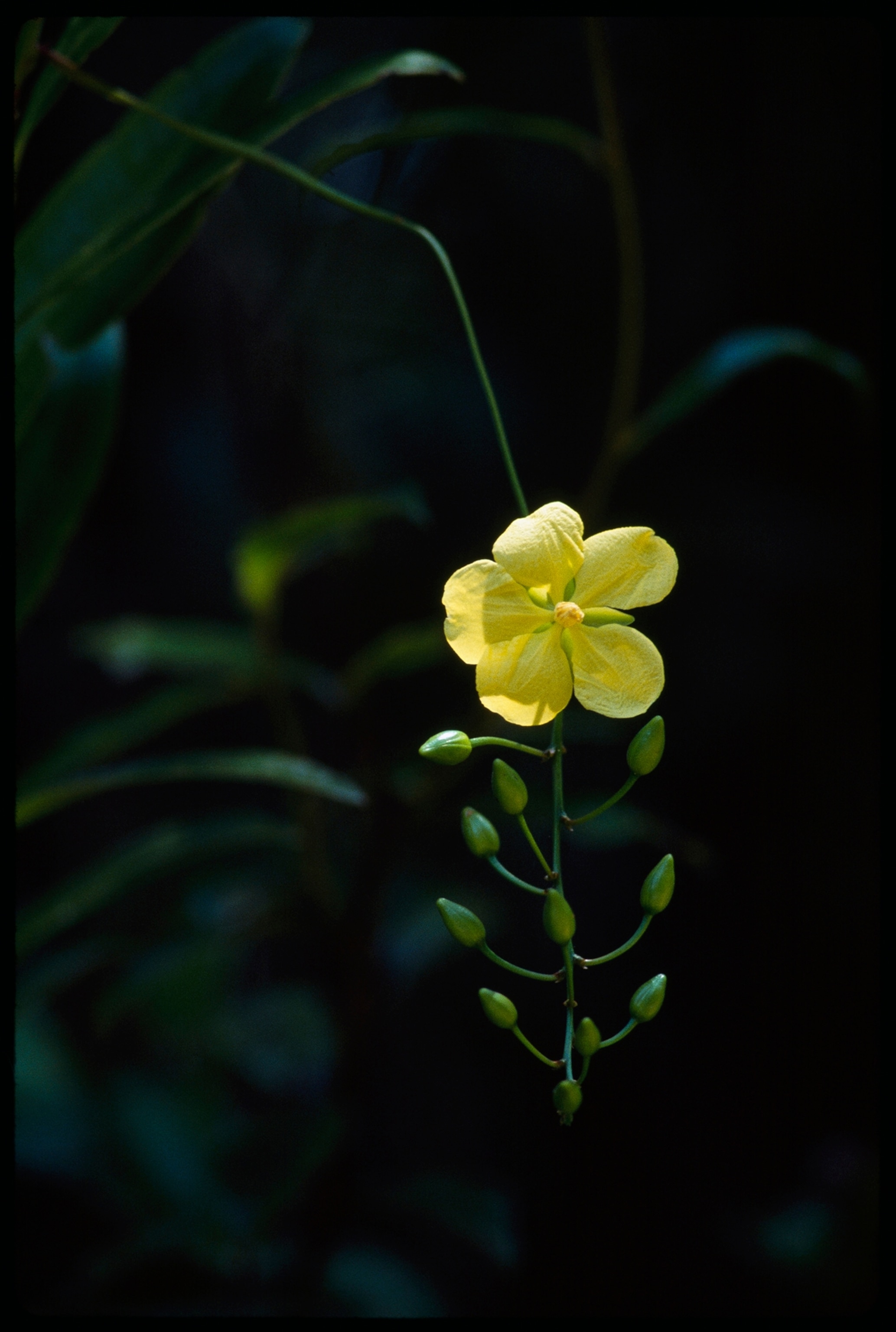 A close view of an Ouratea dependens bloom.