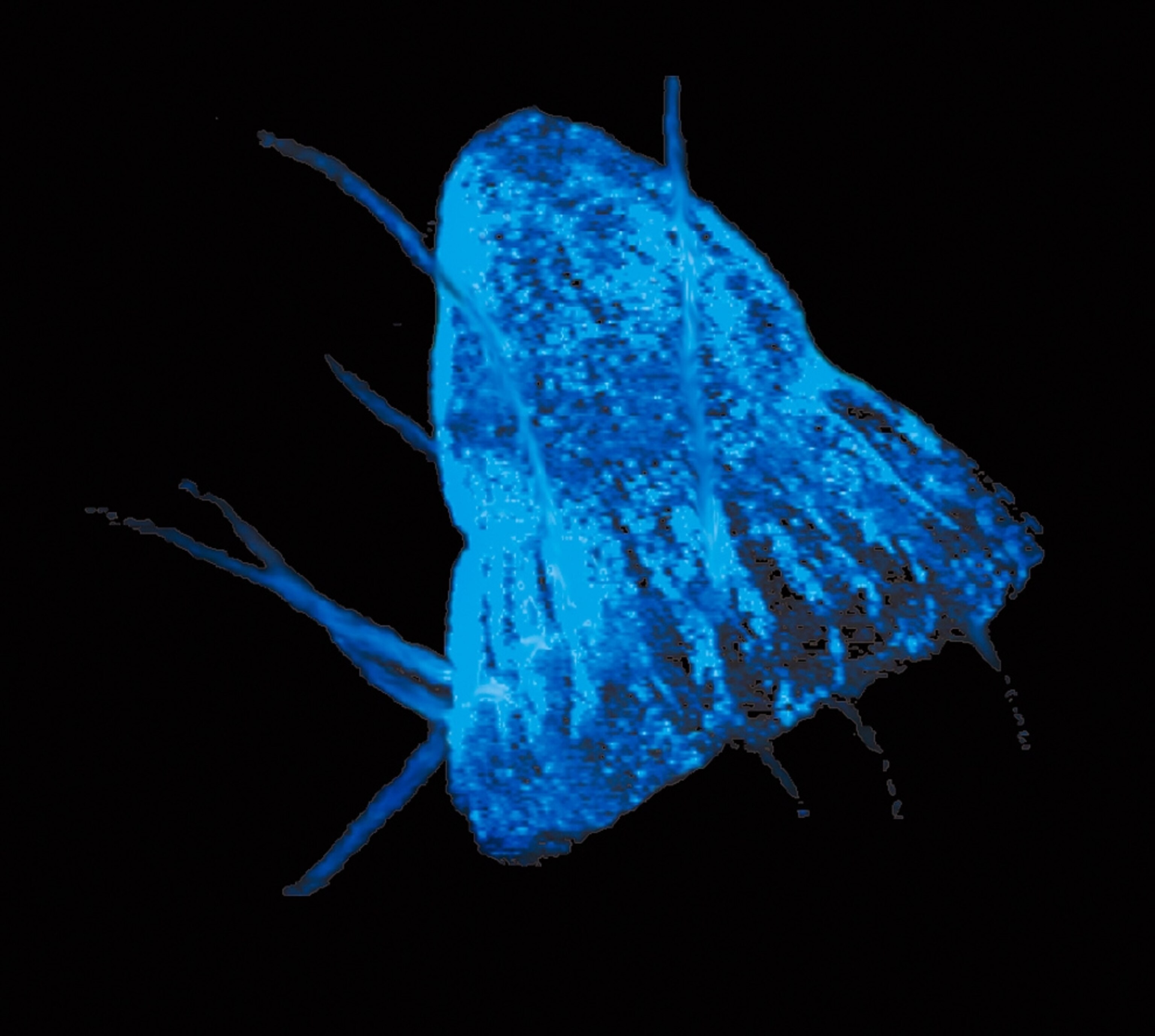 a bioluminescent deep-sea jellyfish.