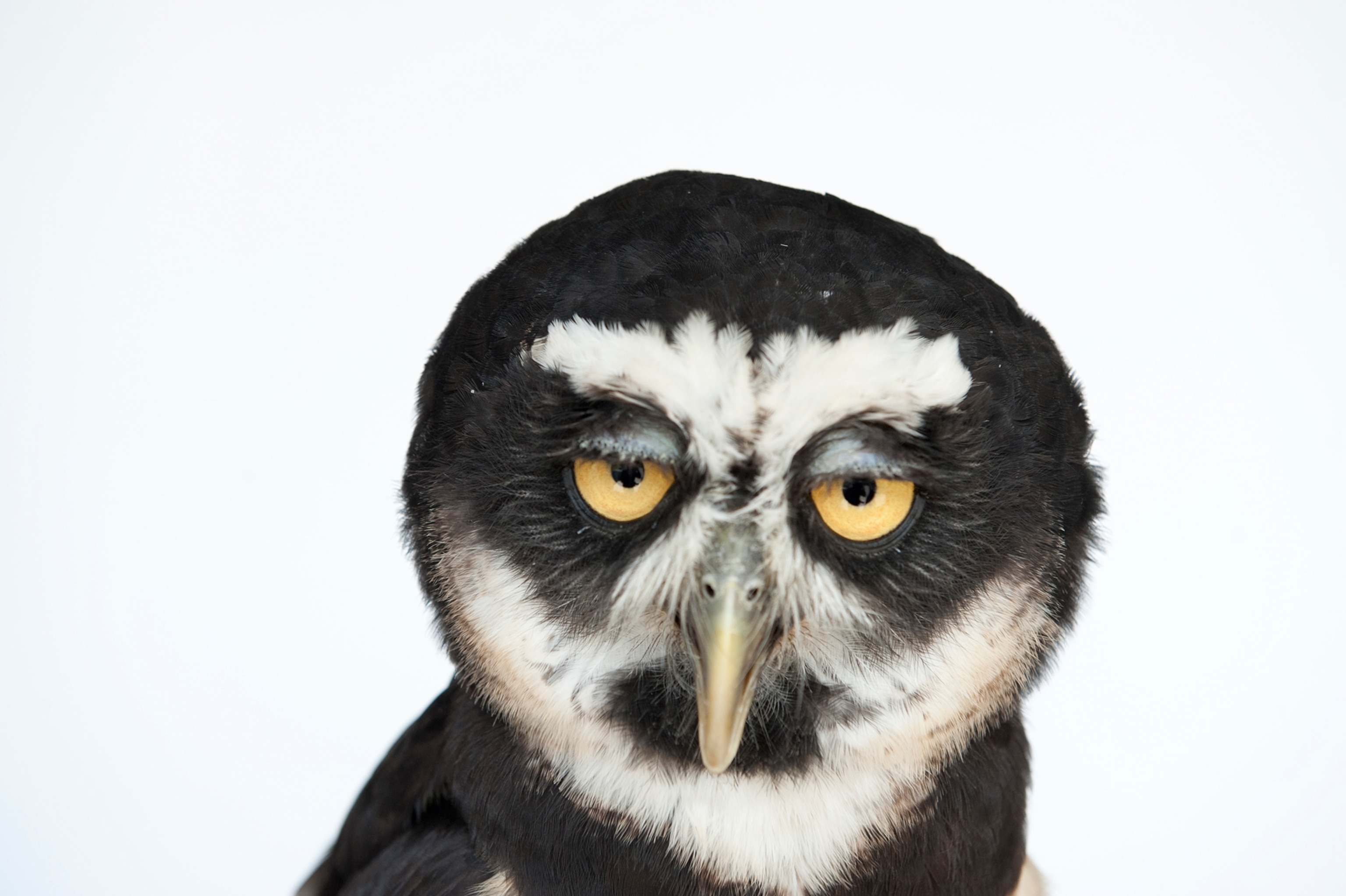a spectacled owl at New York State Zoo, Watertown, New York