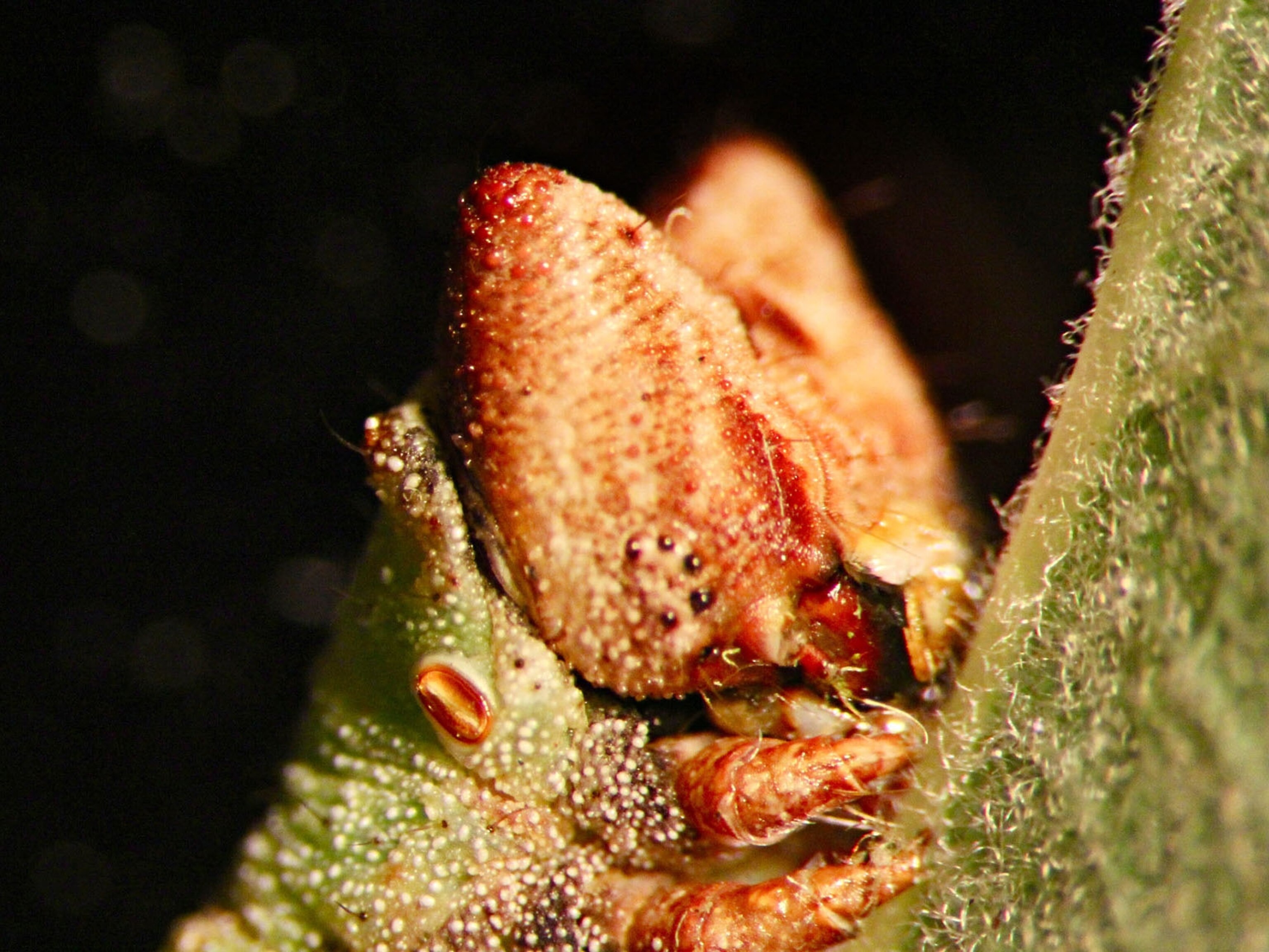 An insect’s surprising way of seeing, and other revelations