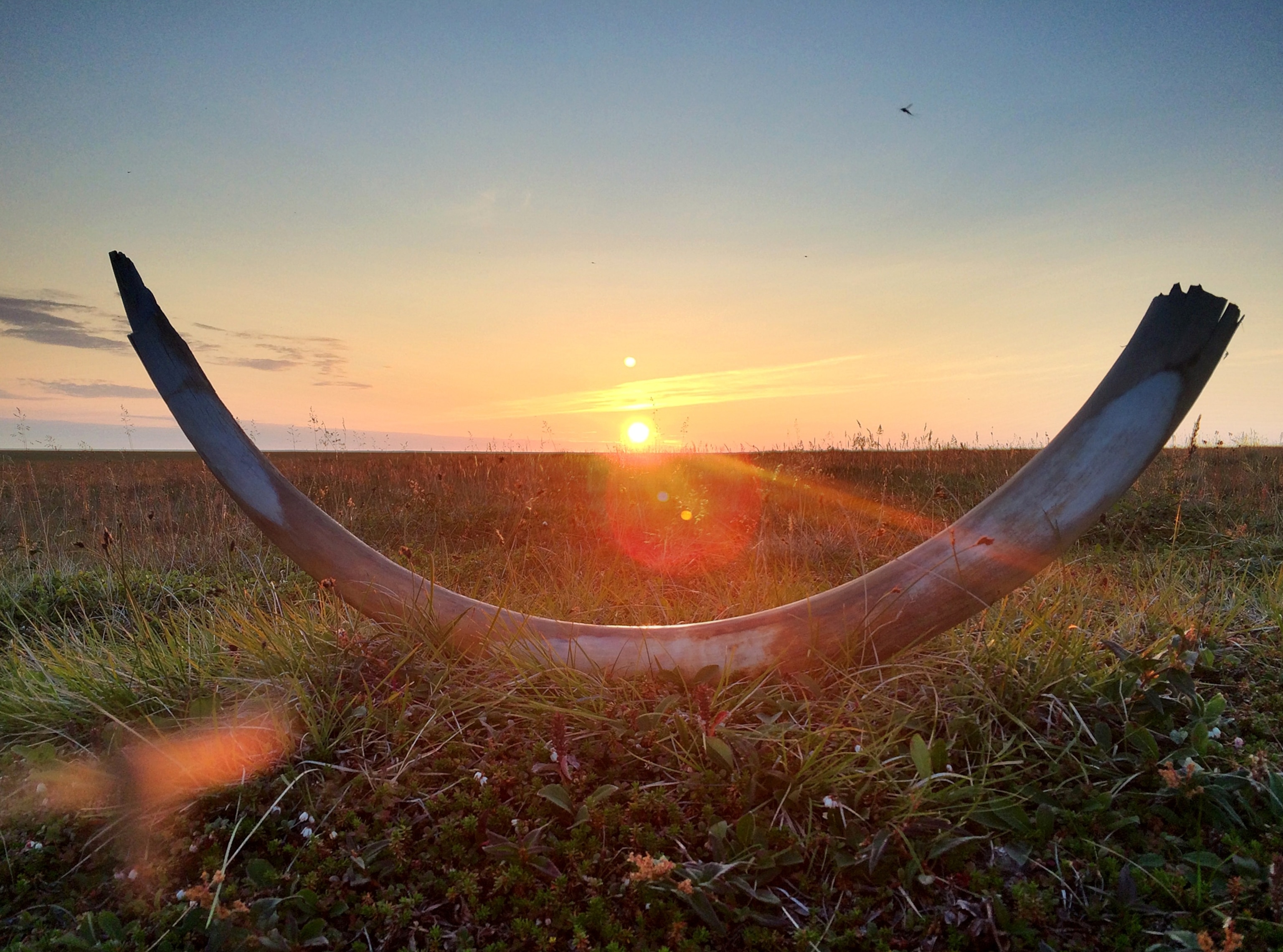 A long mammoth tusk resting on grass, both ends curved up towards a bright orange sunset on the horizon.