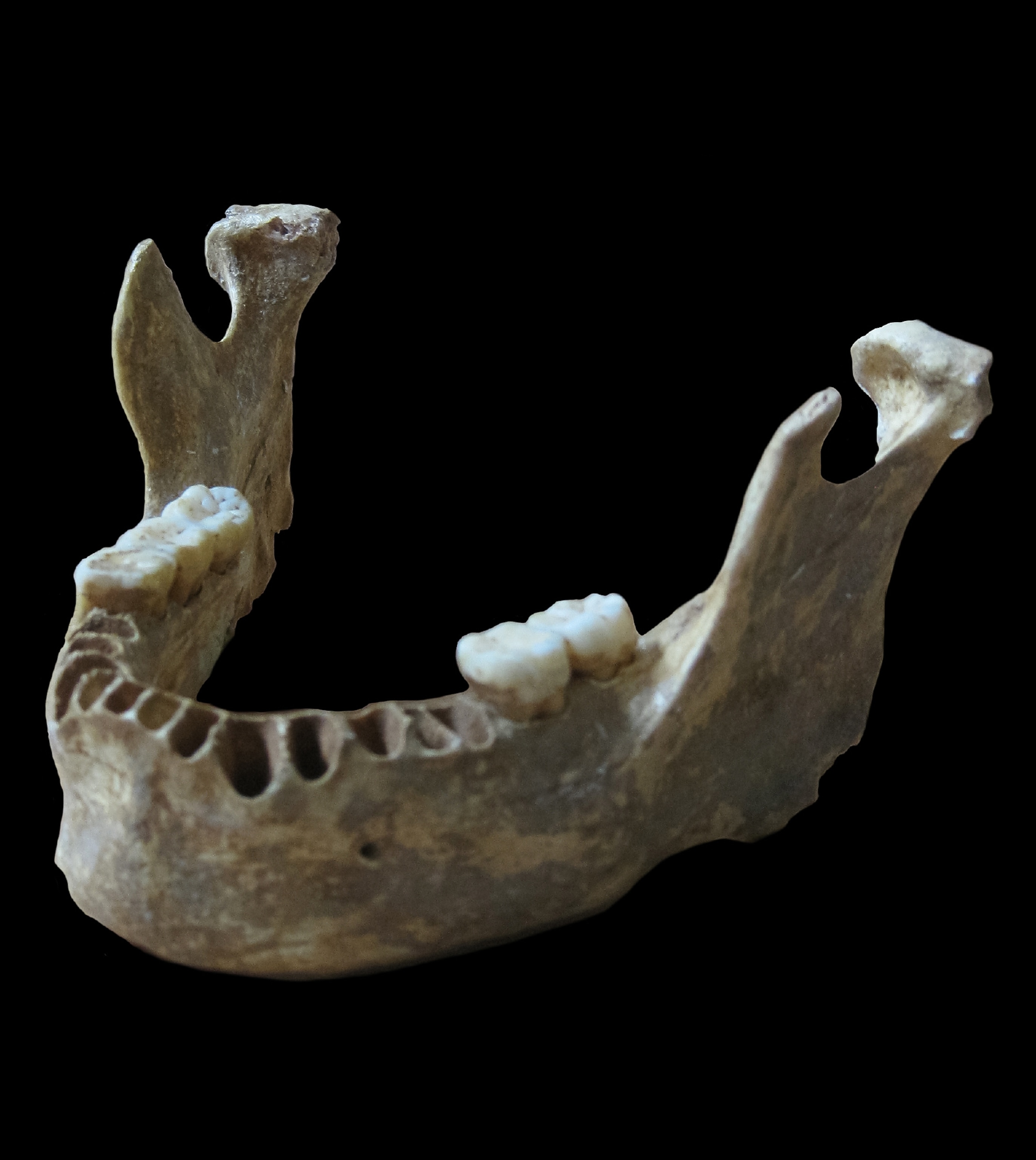 a Neanderthal jaw bone