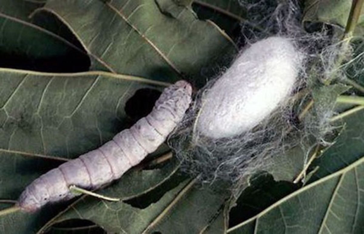 engineered silkworms with spider genes spin superstrong silk