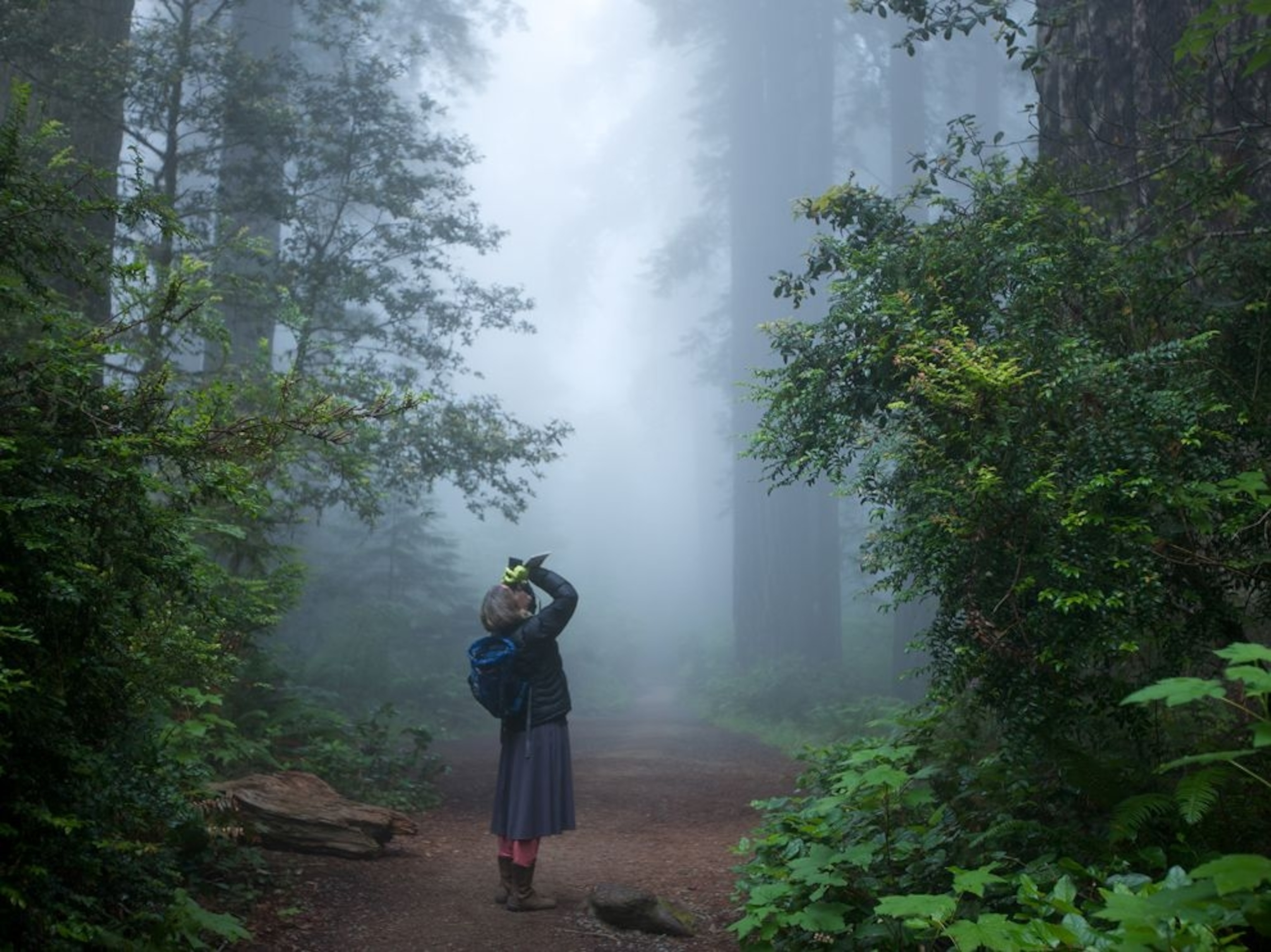 a visitor in the Lady Bird Johnson Grove, Redwood National Park