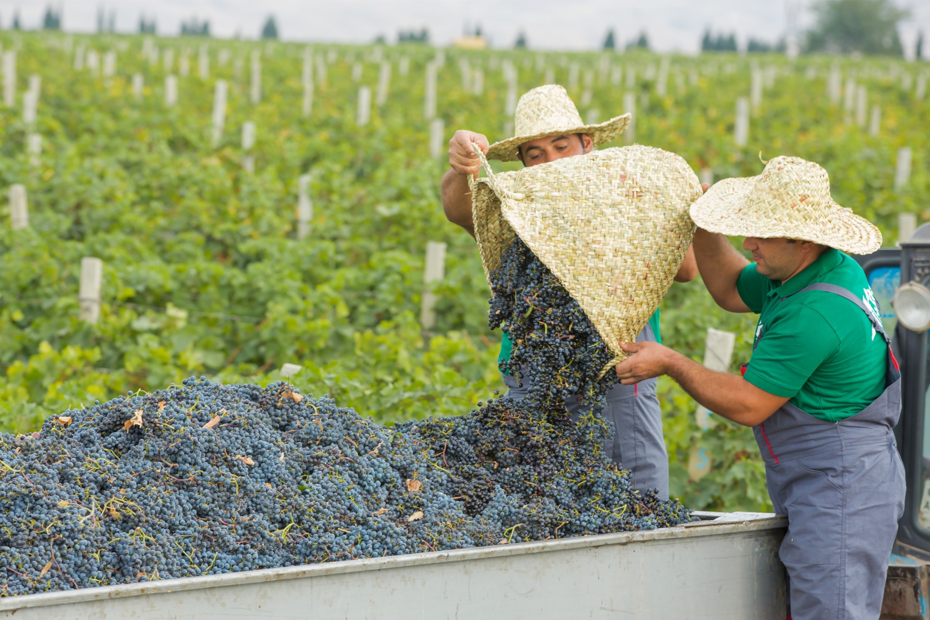 vineyard in azerbaijan