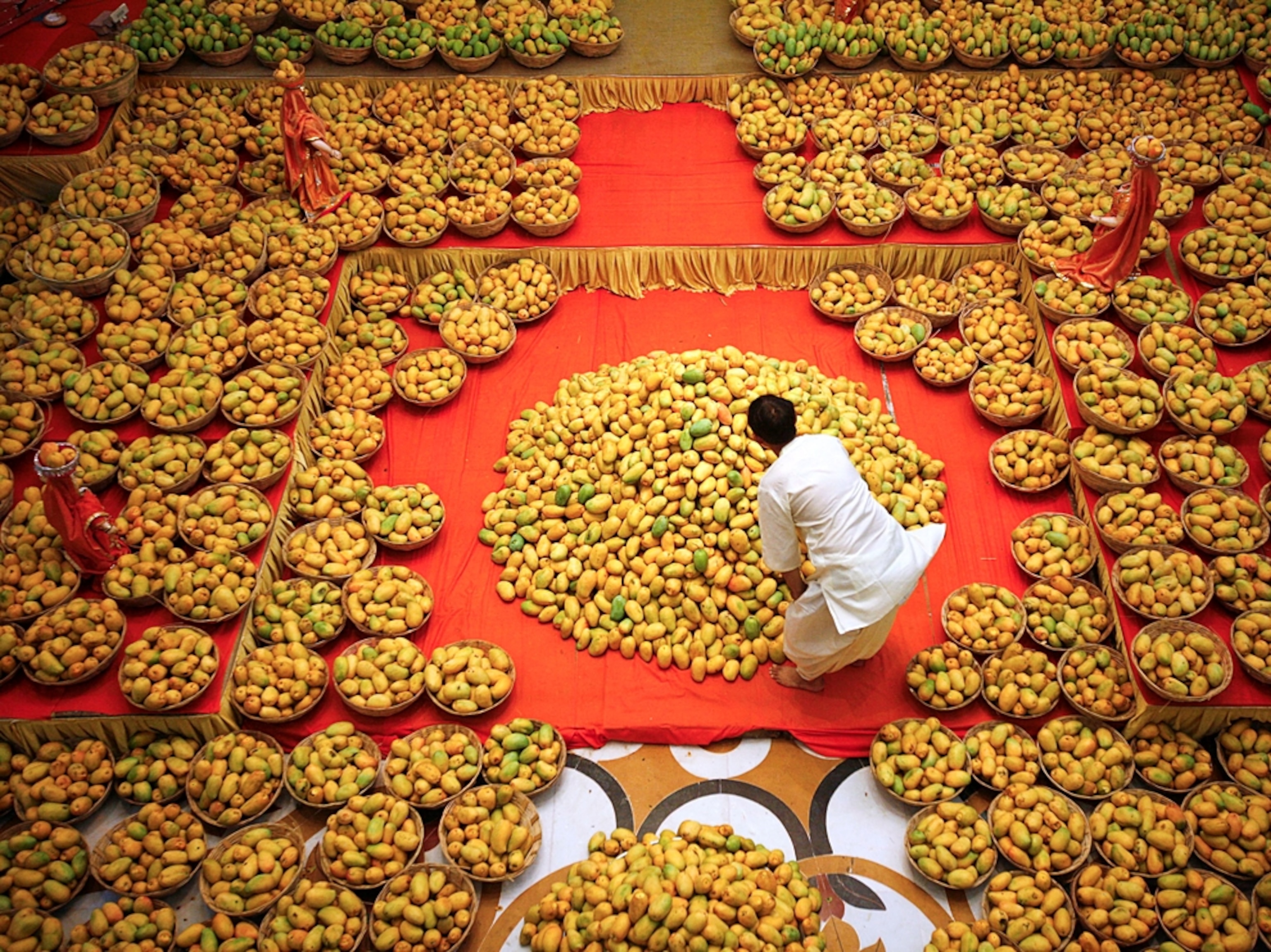 a Hindu priest arranging mangoes to be offered for a Hindu festival, Ahmedabad, India