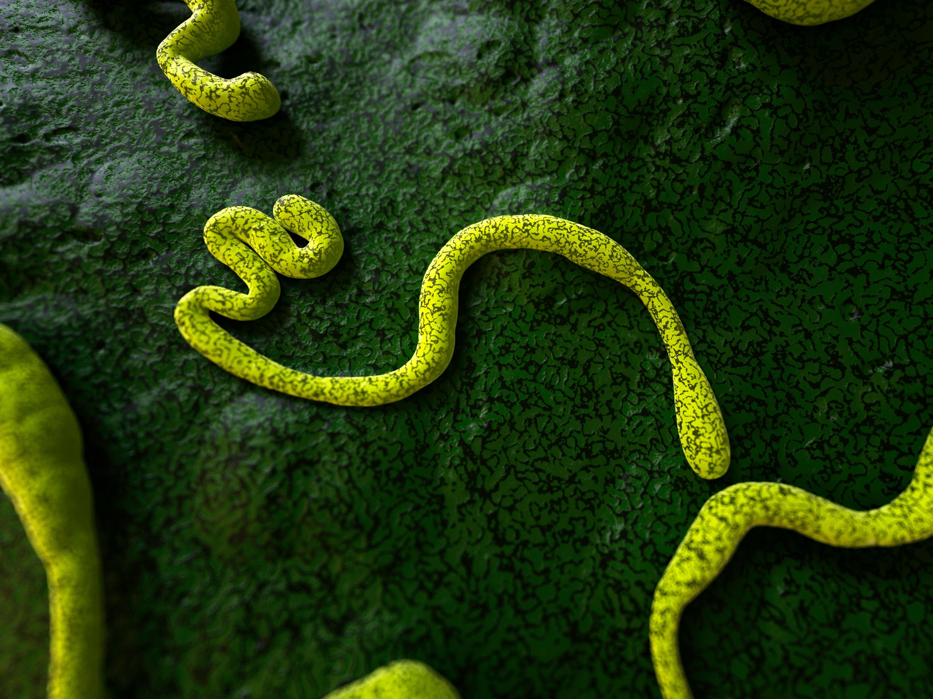 Computer rendering of Ebola virus