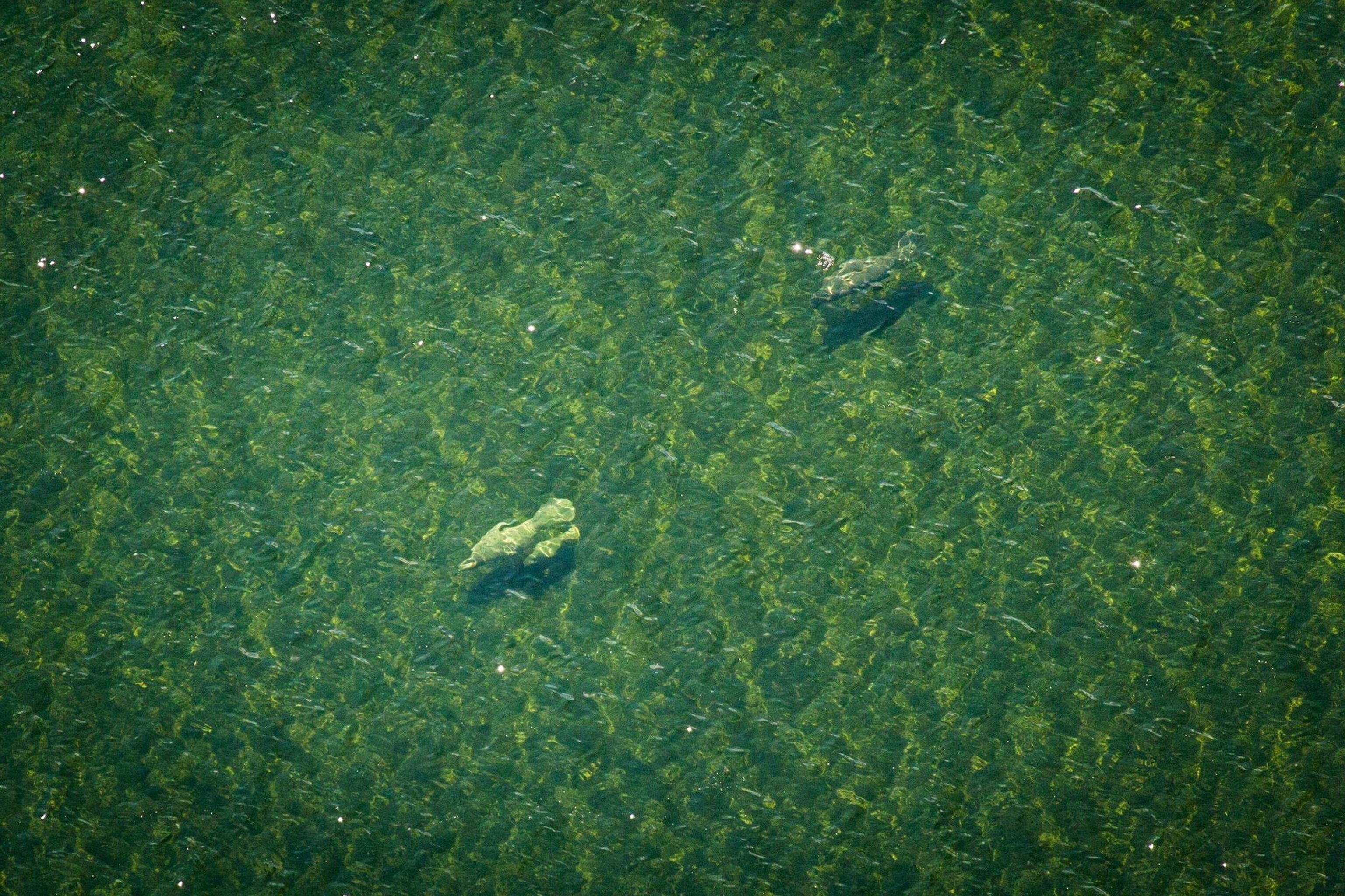 three manatees, including a mother and calf, off the coast of Belize