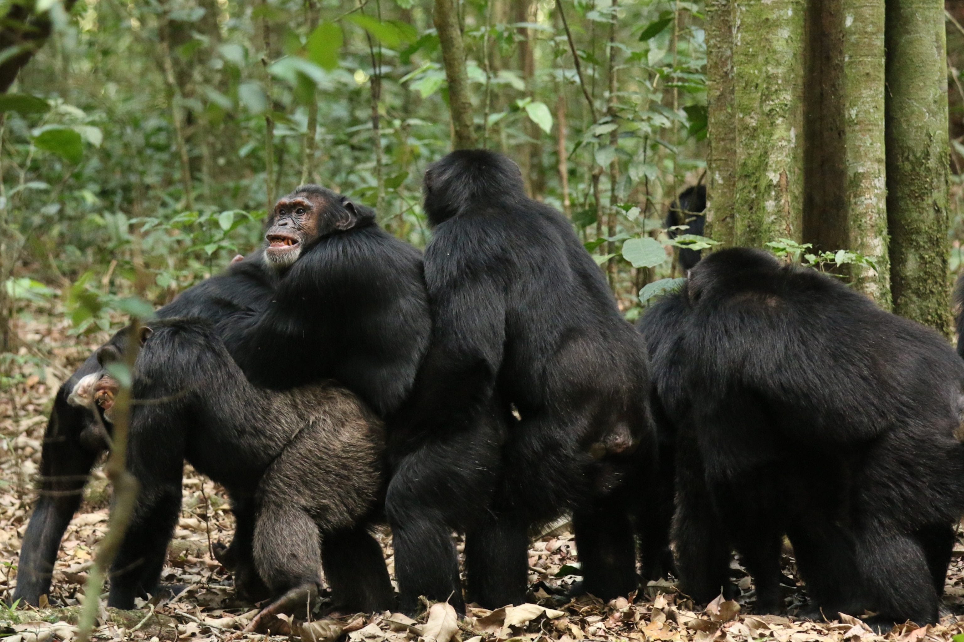 A group of chimpanzees seen in embrace