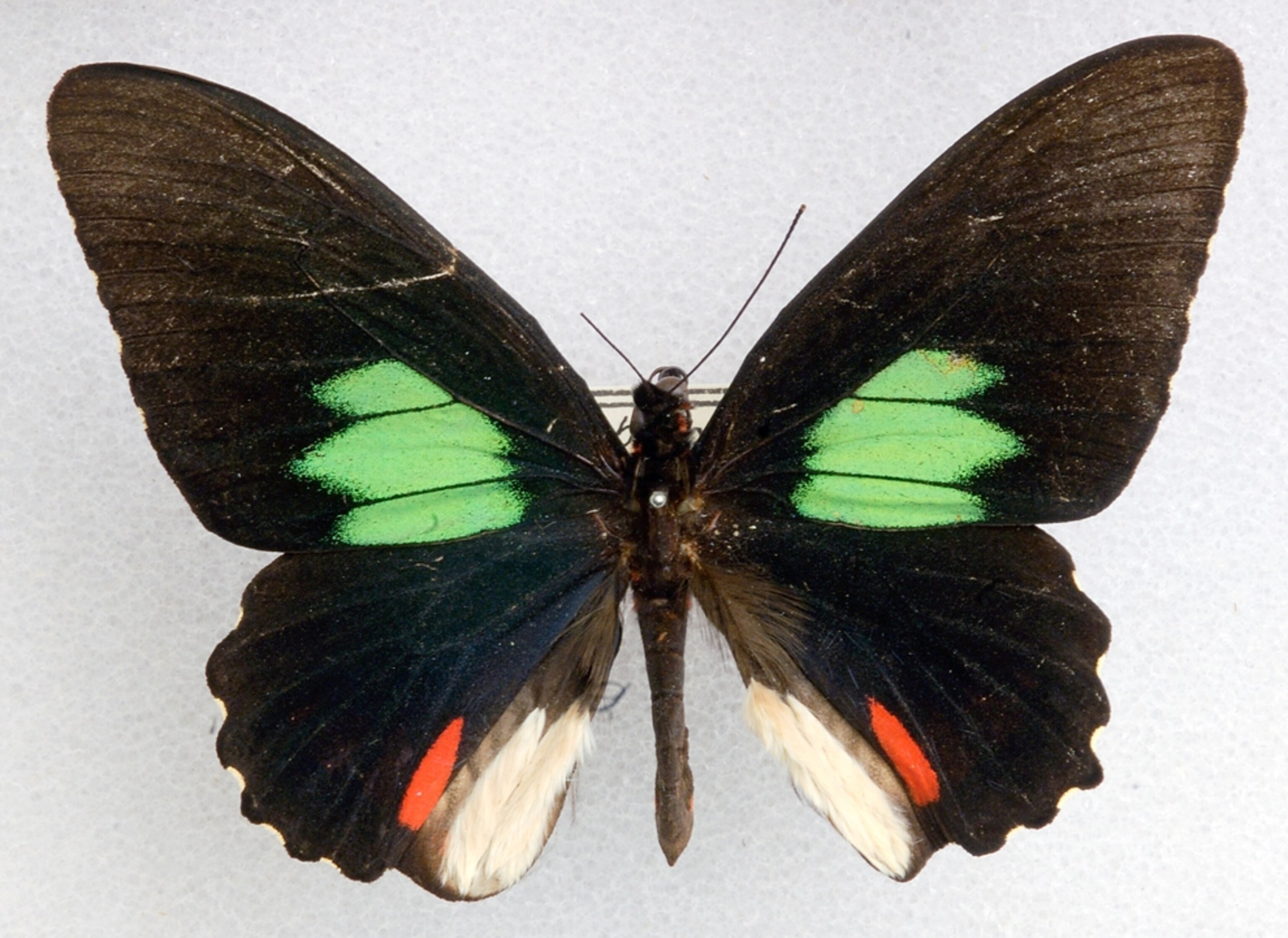 A specimen of the emerald-patched Cattleheart butterfly