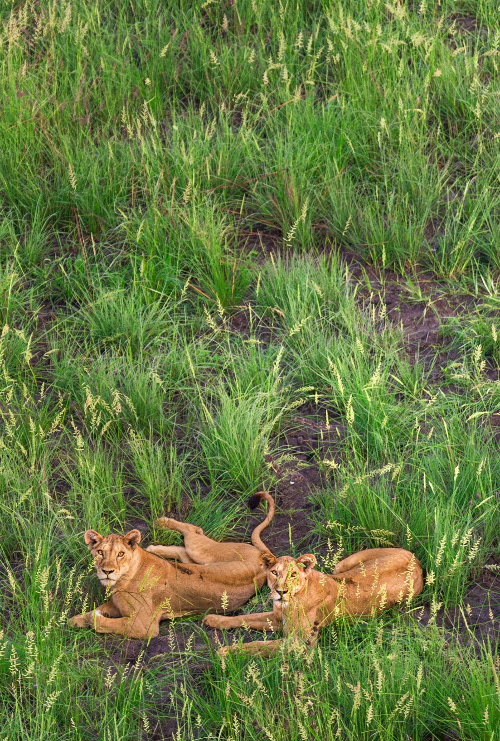 Two lions lay next to each other in a grassy field.