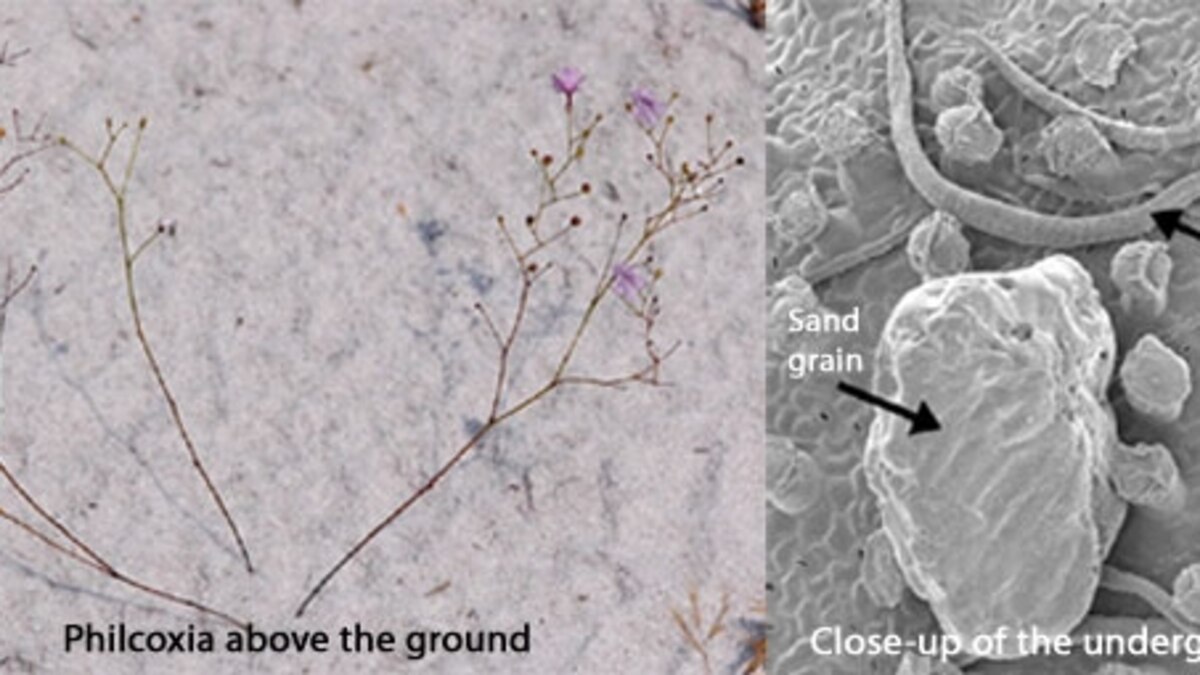 Flesheating plant traps worms with sticky underground leaves