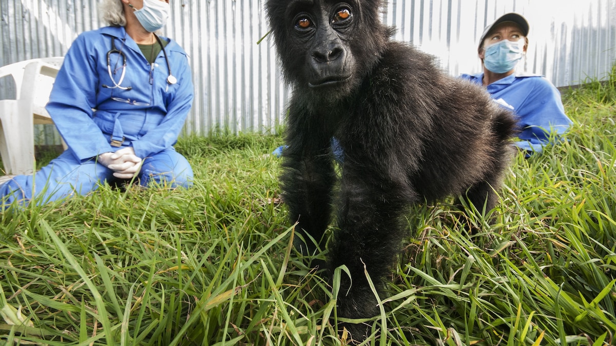 Meet the Vets Risking Their Lives to Treat Wild Gorillas National(02)