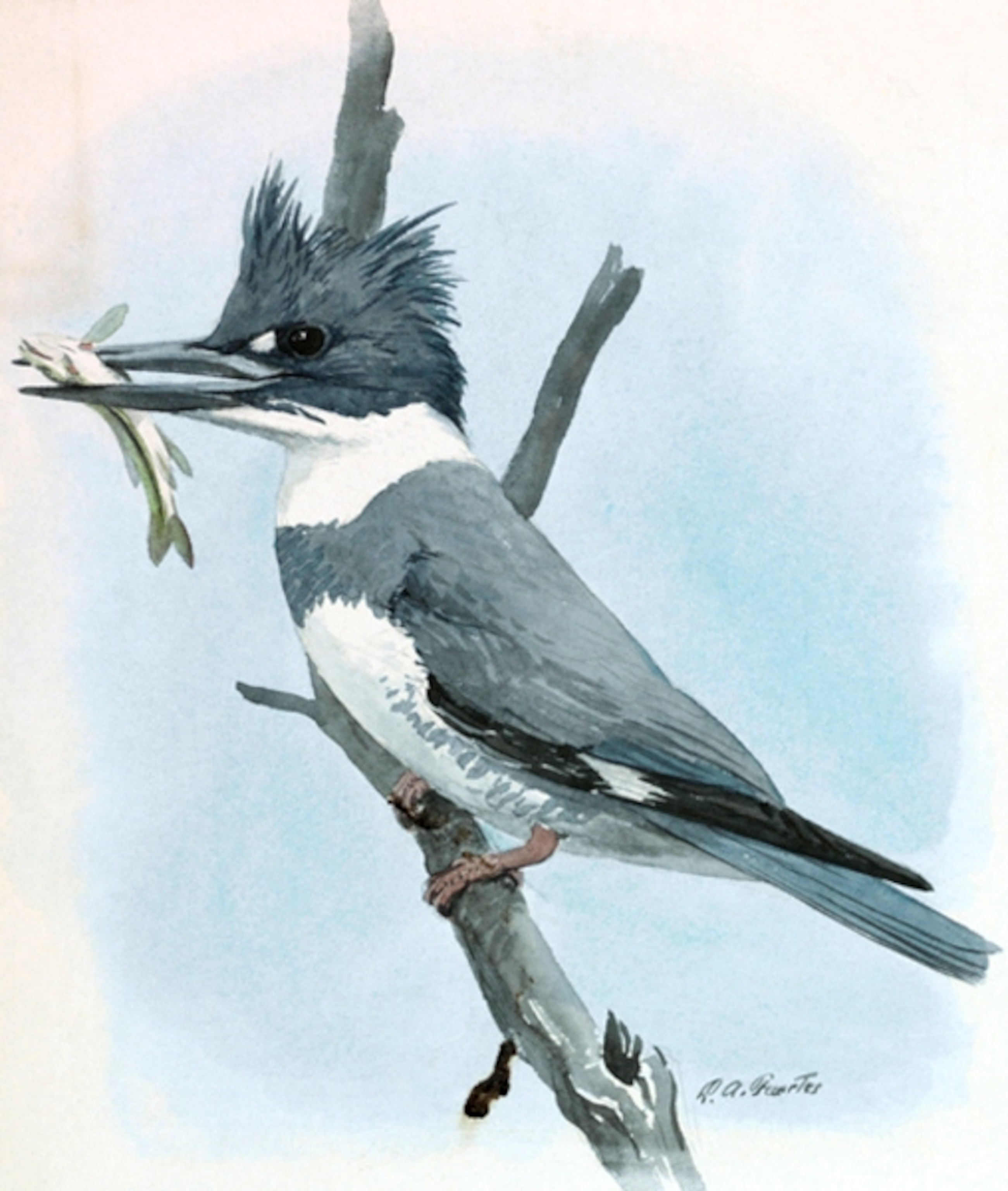 Illustration: Perched kingfisher