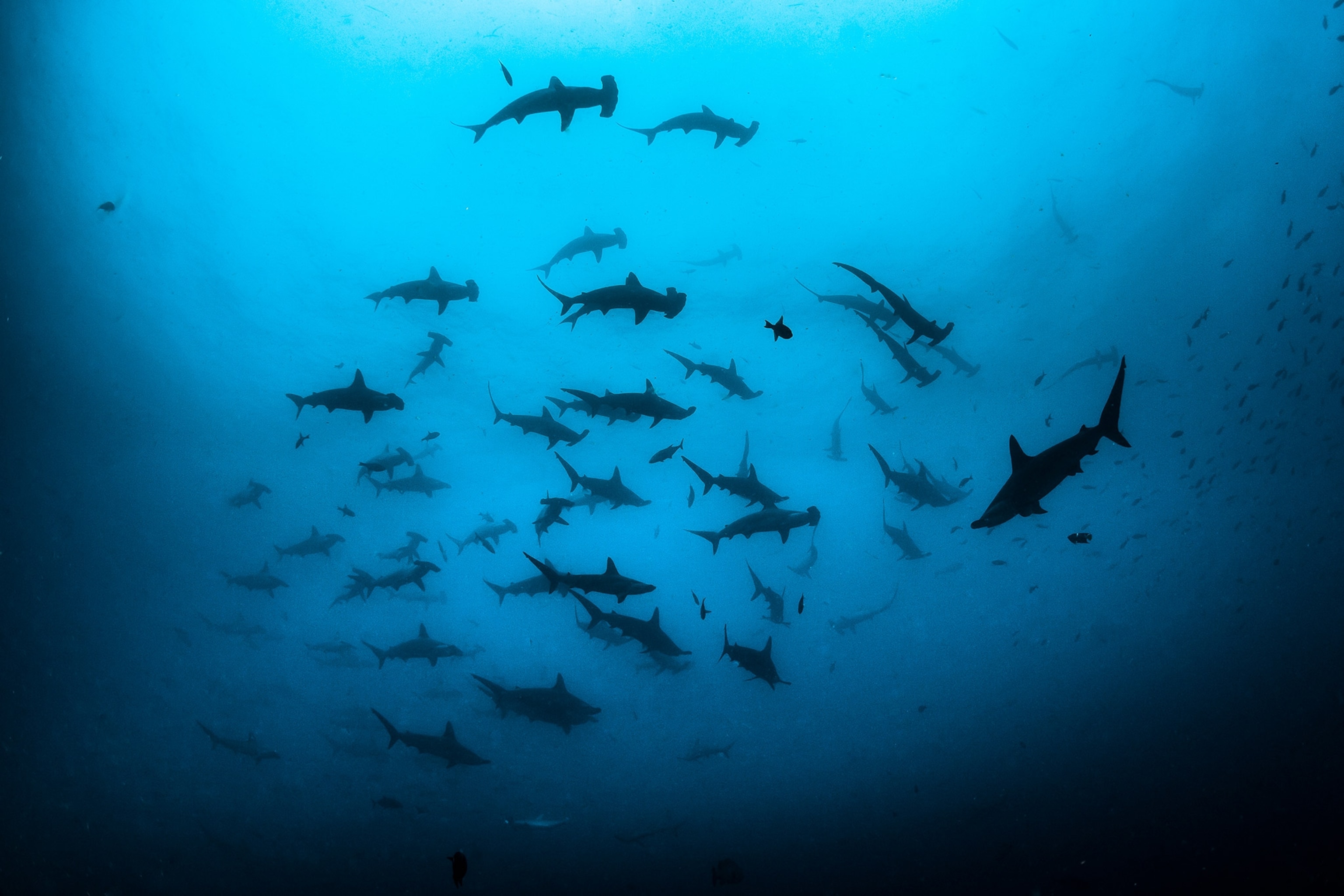 Shillouted hammer head sharks swim in the a gradient of blue water a slight vignette on the image.