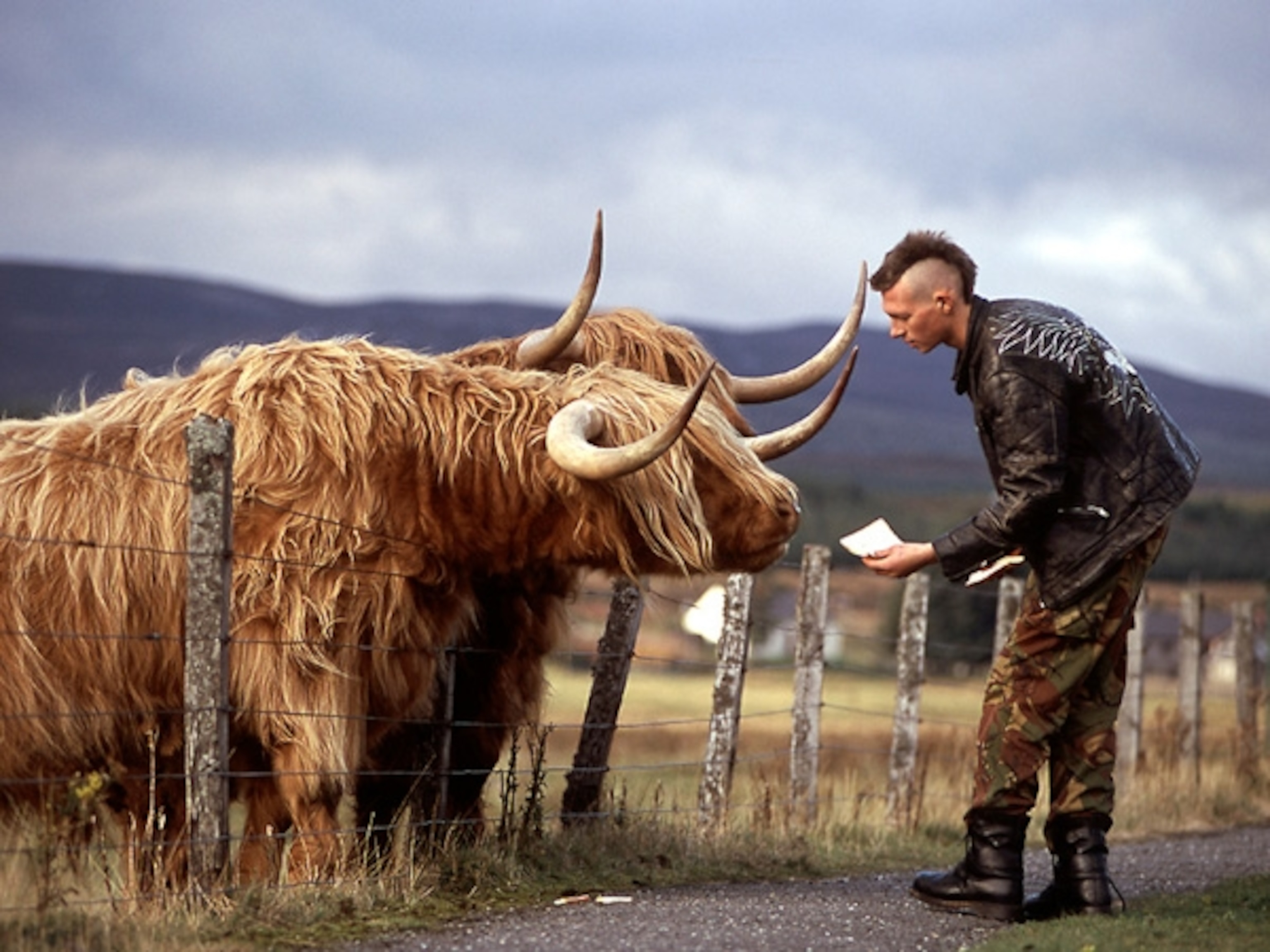 Man feeding cattle