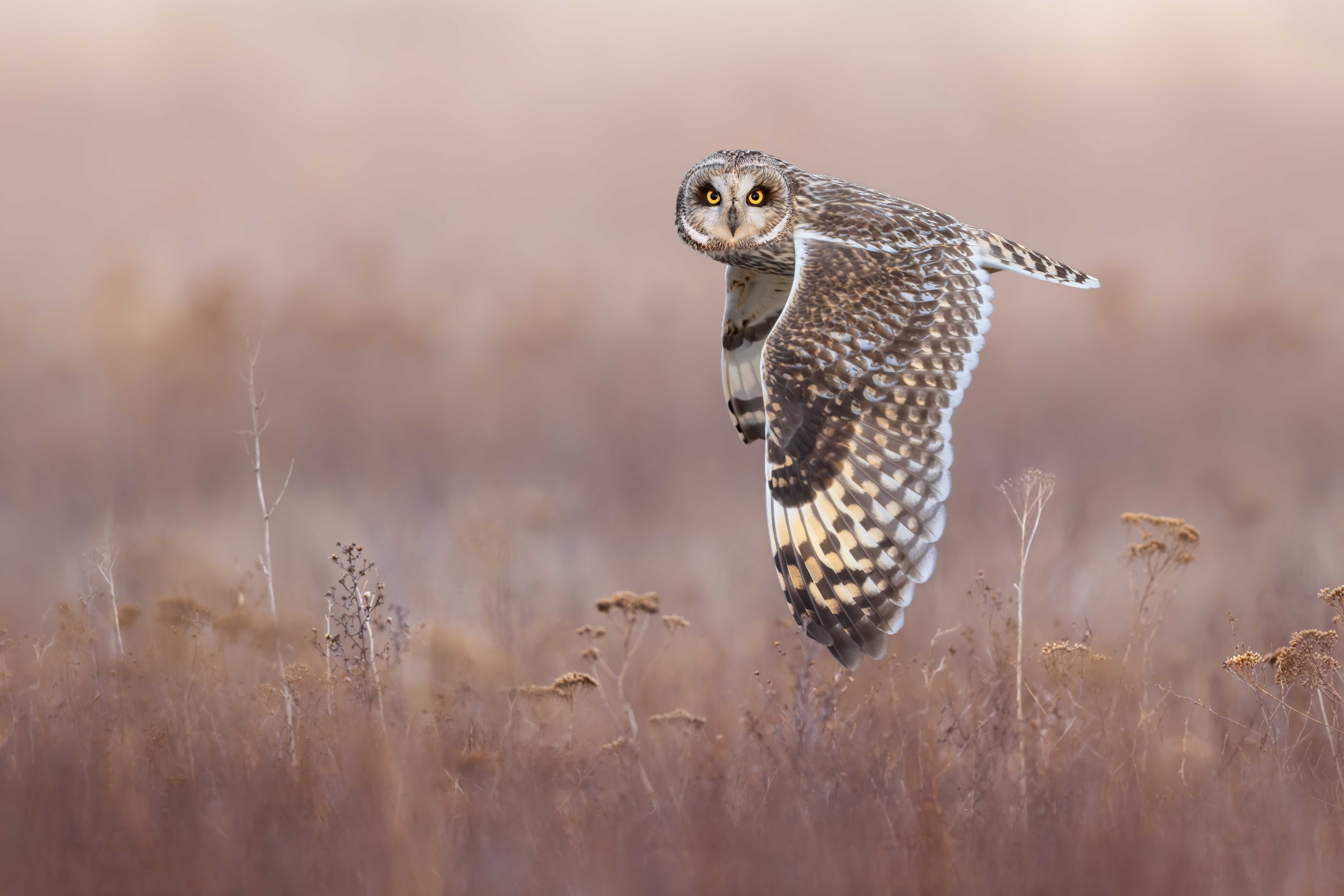 A brown and tan short-eared owl flies over the salt marshes of British Columbia’s Fraser River Delta at dusk.
