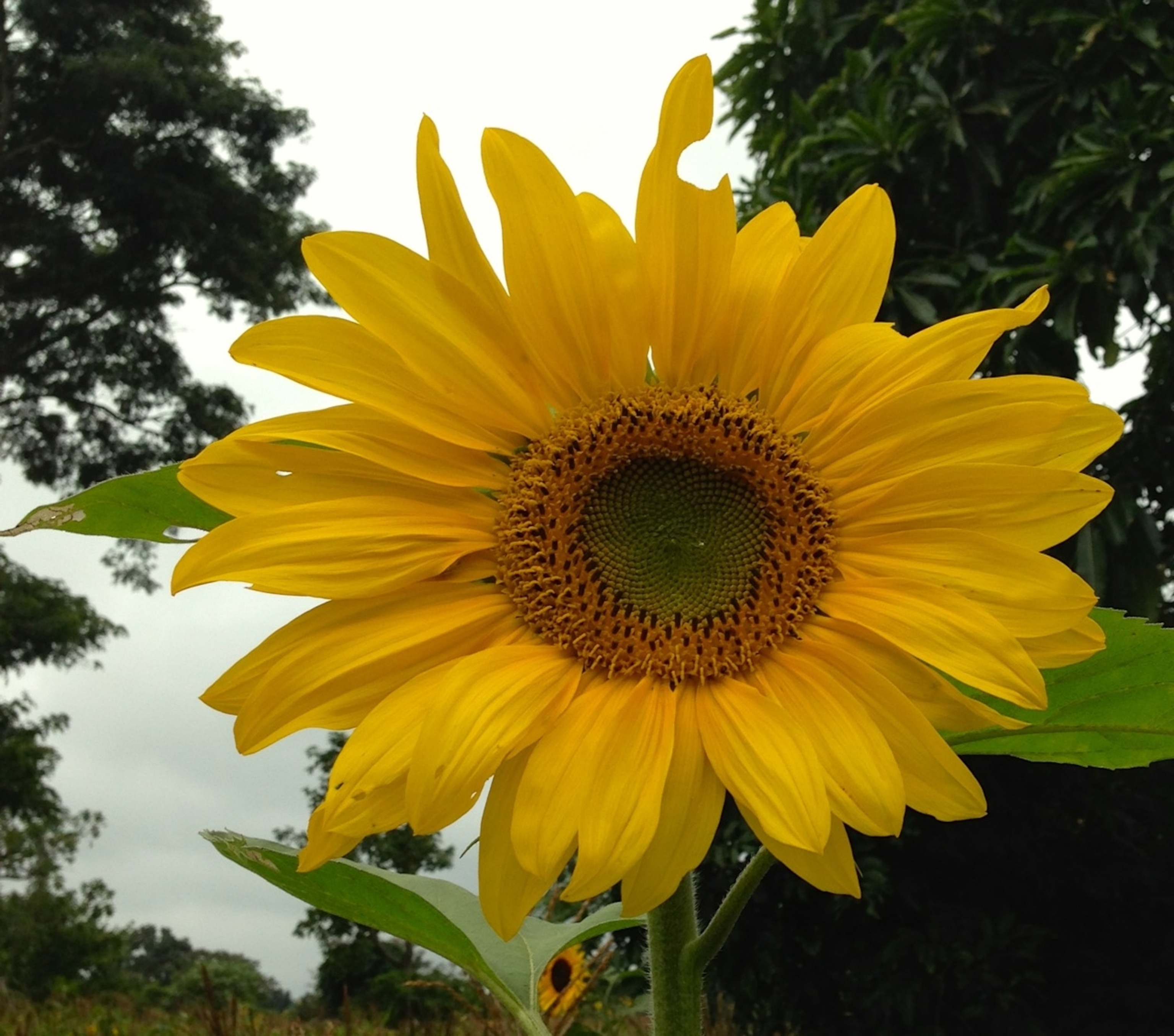 Tanzanian sunflower (Photo by Andrew Evans, National Geographic Traveler)