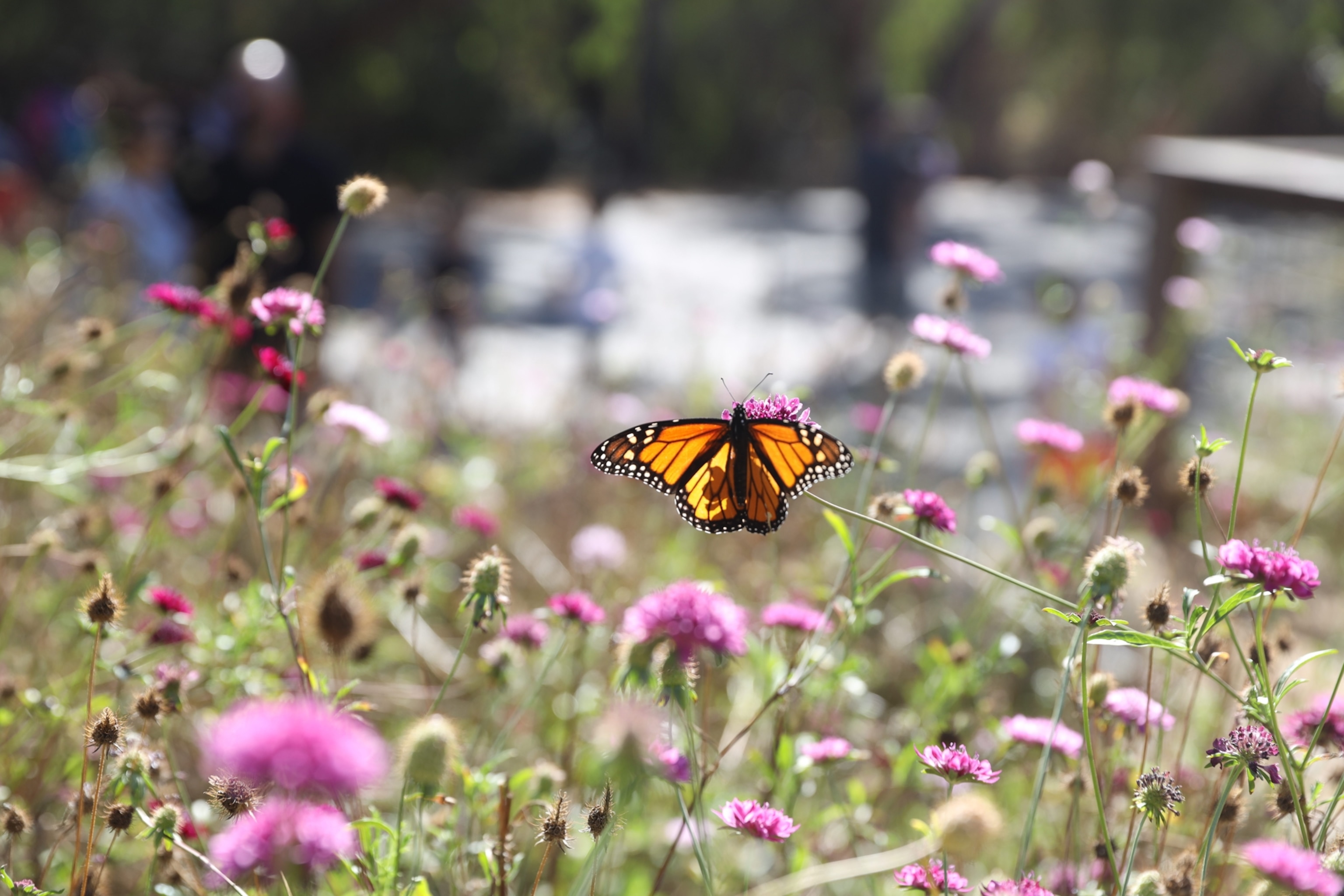 A butterfly with orange balck and white patterned wings sits on pink flowers.