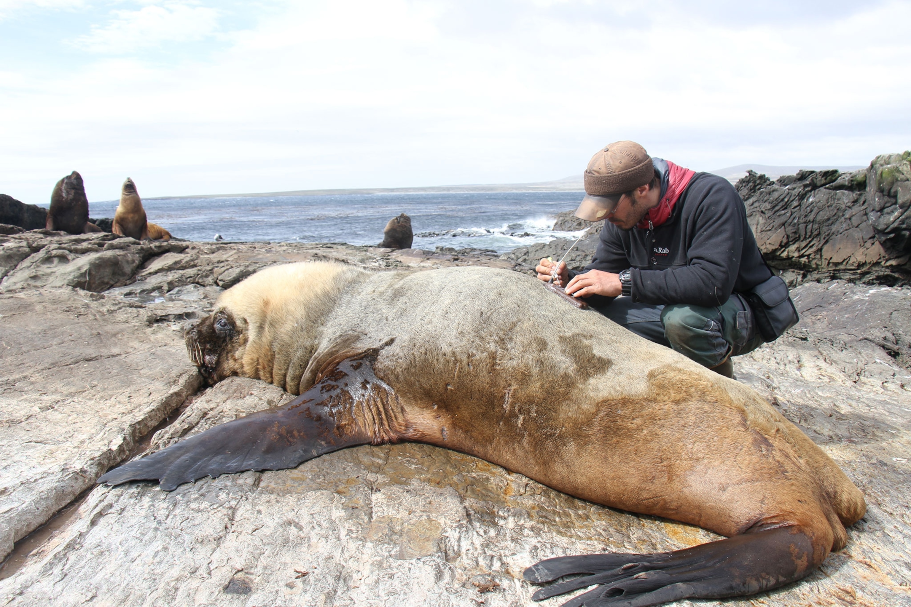 a scientist tagging a male sea lion