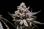 Indica Vs Sativa Science Suggests There s Not Actually A Difference Indica Vs Sativa Science Suggests There s Not Actually A Difference