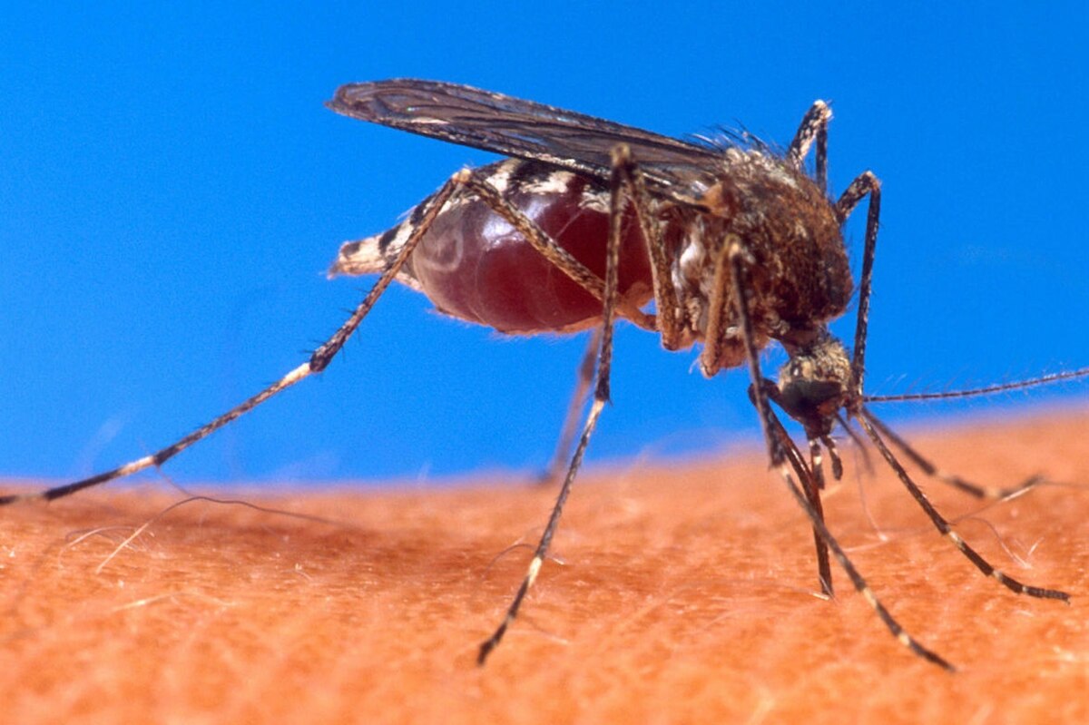 Mosquitoes Bring Disease, Maybe Birth Defects, To US Border