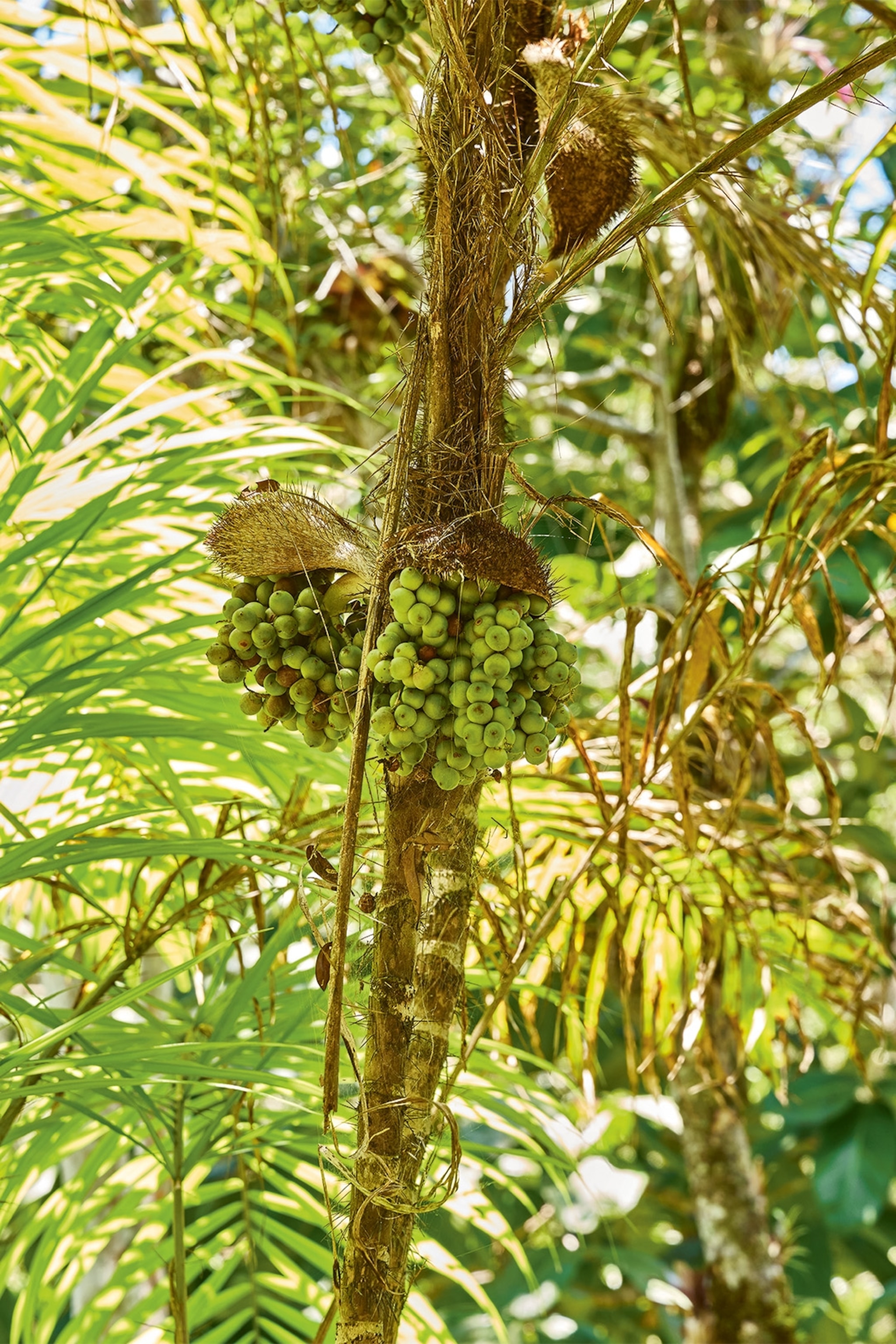 Bacuri, a local fruit, ripening on the tree.