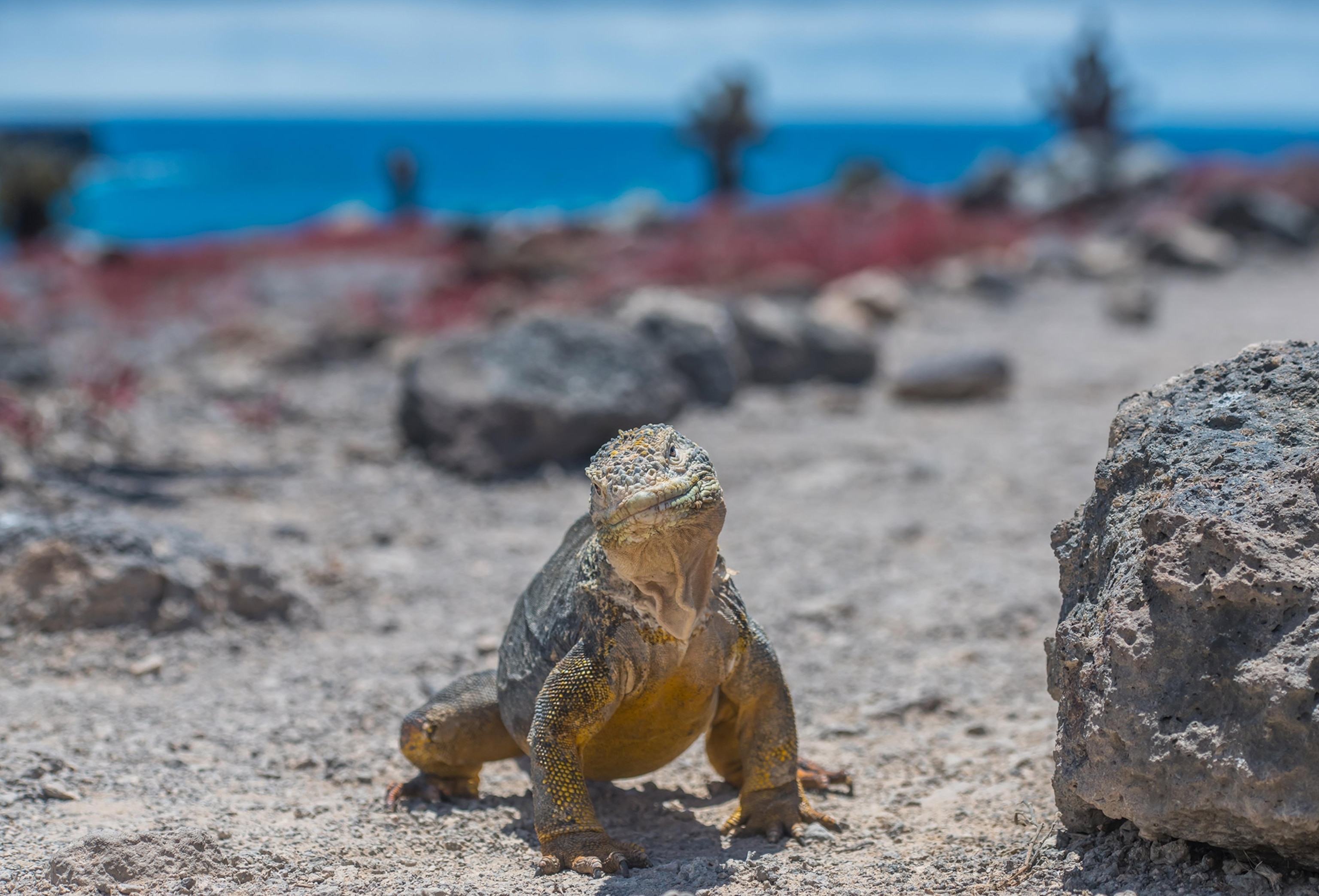 A single lizard faces viewer in foreground, surrounded by rocky terrain, blue water behind it in the distance
