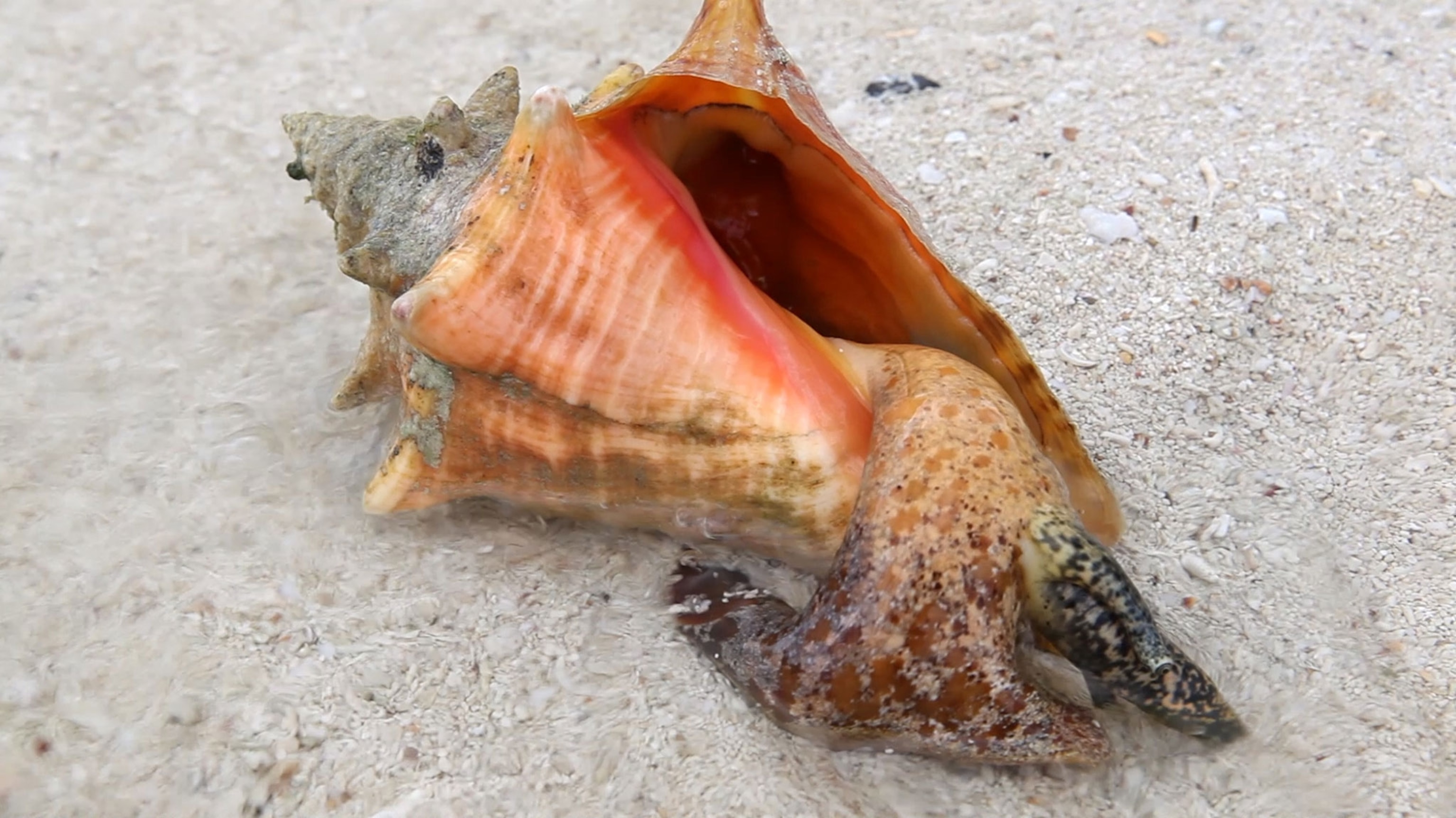 wildlife in the bahamas