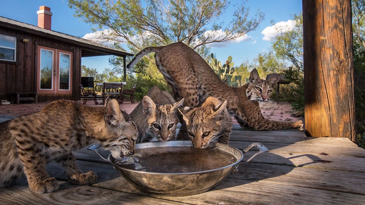 See The Power Amazing Photos Of Full Grown Bobcats - fu7ghnz
