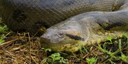 Anaconda Telegraph