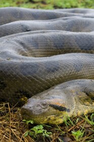 Anaconda Snake Photo Gallery