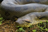 Biggest Snakes In The World Meet Earth s Giant Serpents 50 OFF