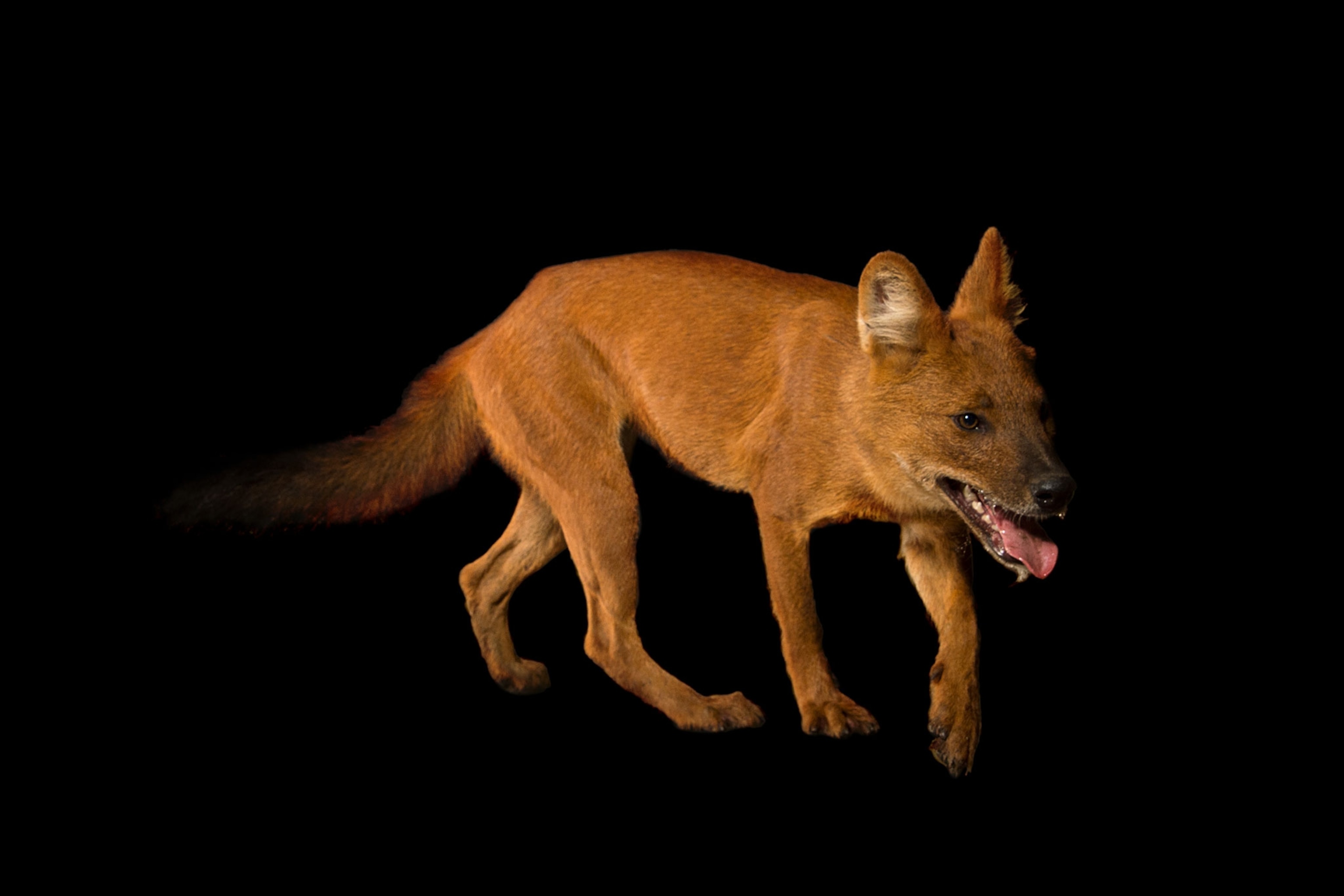 an endangered dhole, Cuon alpinus, at the Budapest Zoo.
