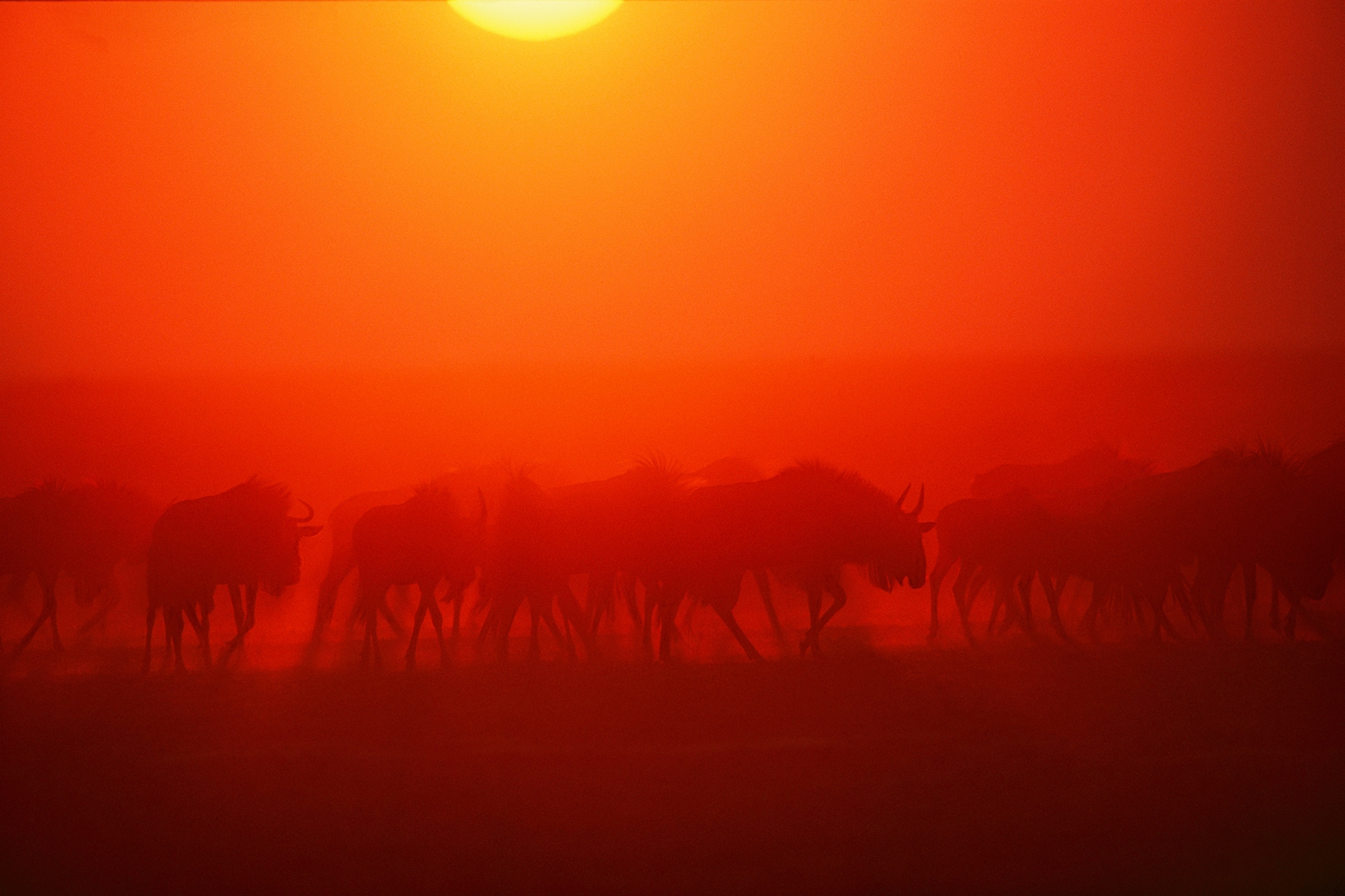 Wildebeests, connochaetes species, viewed through a dust cloud at twilight.