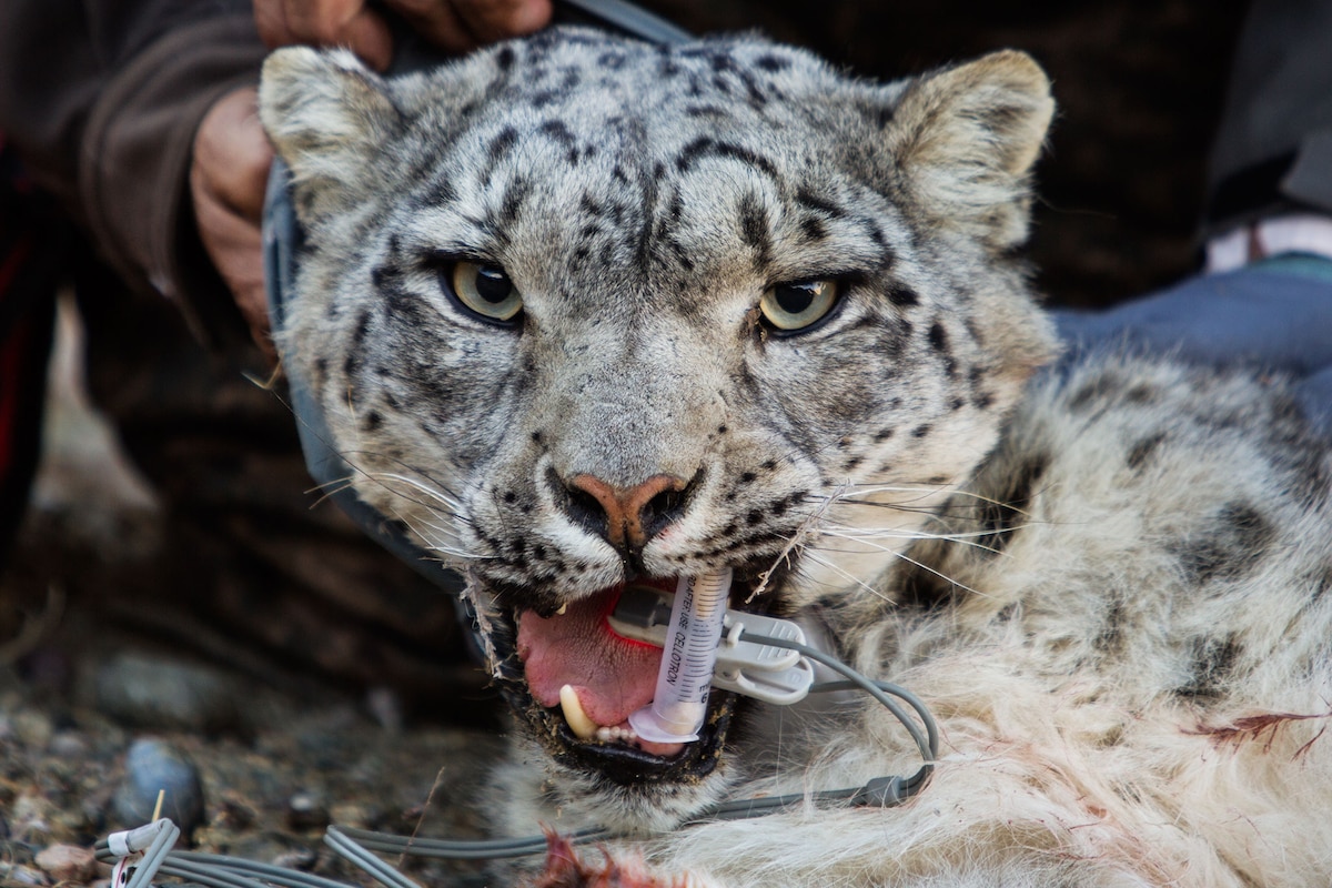 Snow Leopards Face New Threat from Climate Change—People