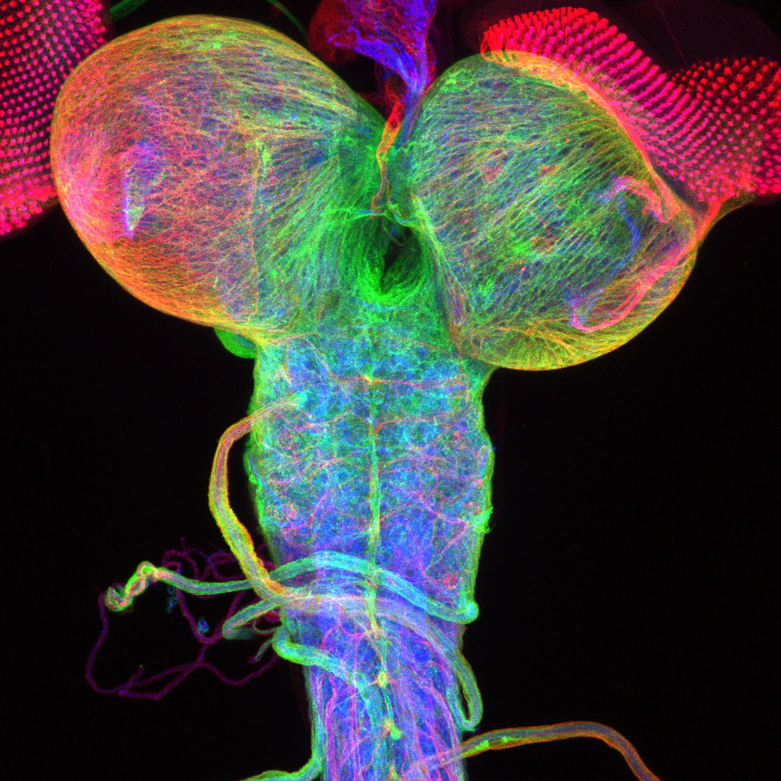 Picture of a fruit fly larva brain