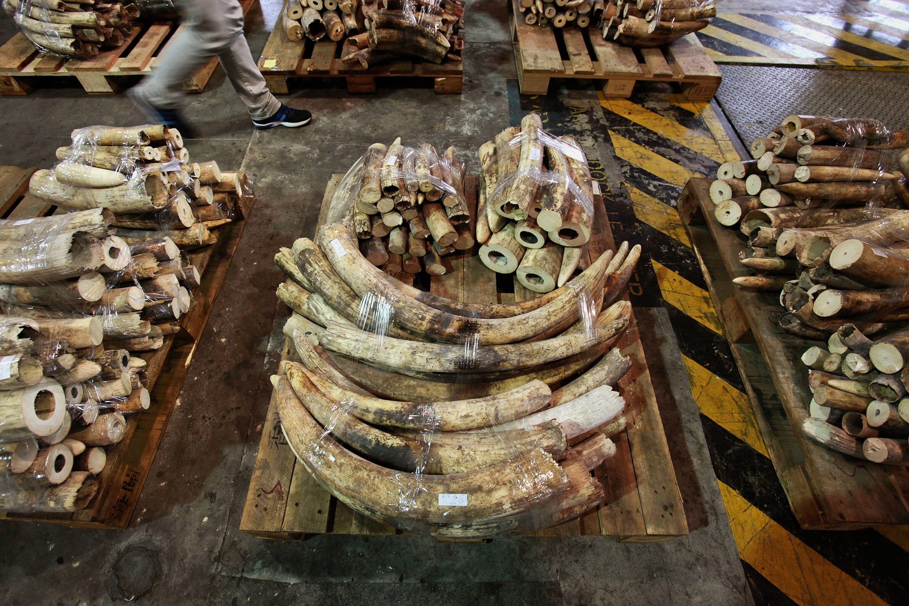 a shipment of ivory tusks seized by customs officials from an imported container.