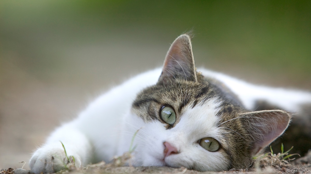 Here s Why Cats Hate Belly Rubs So Much