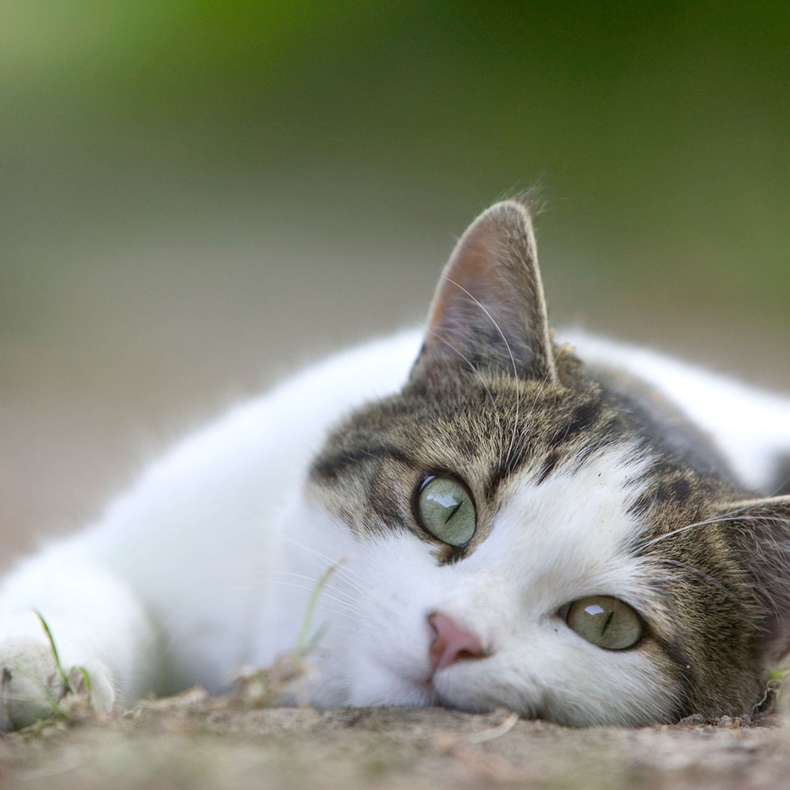 Serious question. Is this cat actually mad or it's just its face? : r/cats