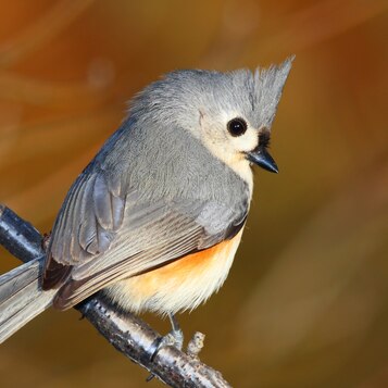 tufted-titmouse-facts