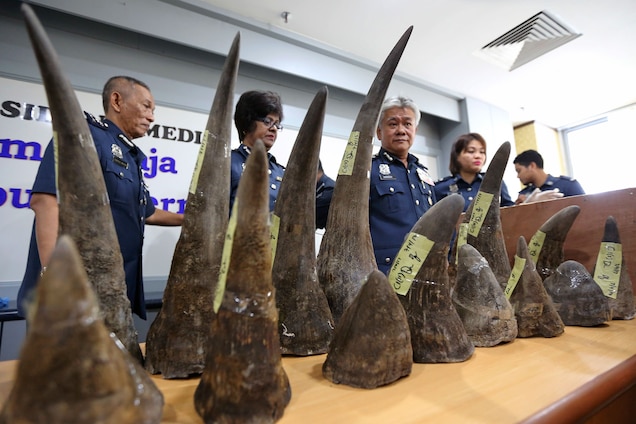 POLL: Should South Africa strictly enforce its anti-poaching legislation? Many poachers in South Africa cross the border from Mozambique, where these rhino horns came from. They were confiscated in Malaysia in April 2017. Photograph by Vincent Thian, AP