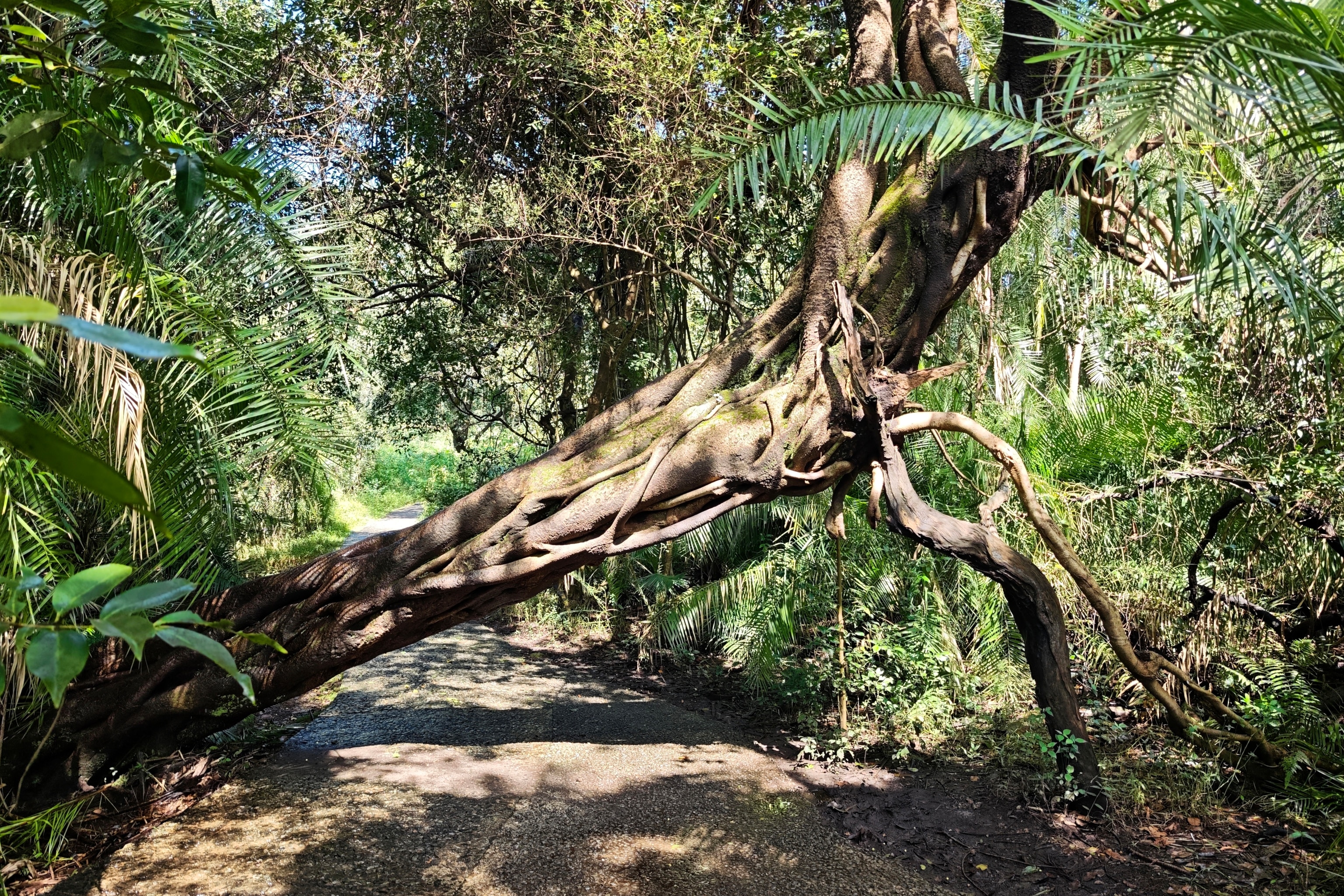 Large branch in woodlands