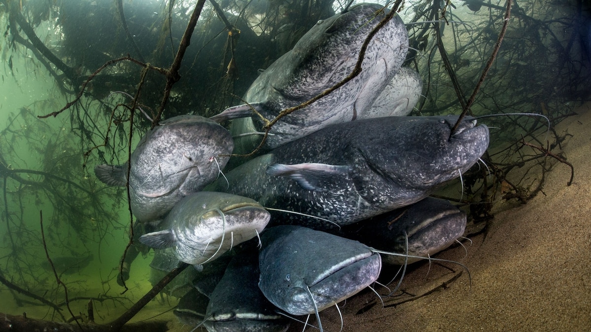 Enormous pigeoneating catfish wreaking havoc on Europe’s ecosystems