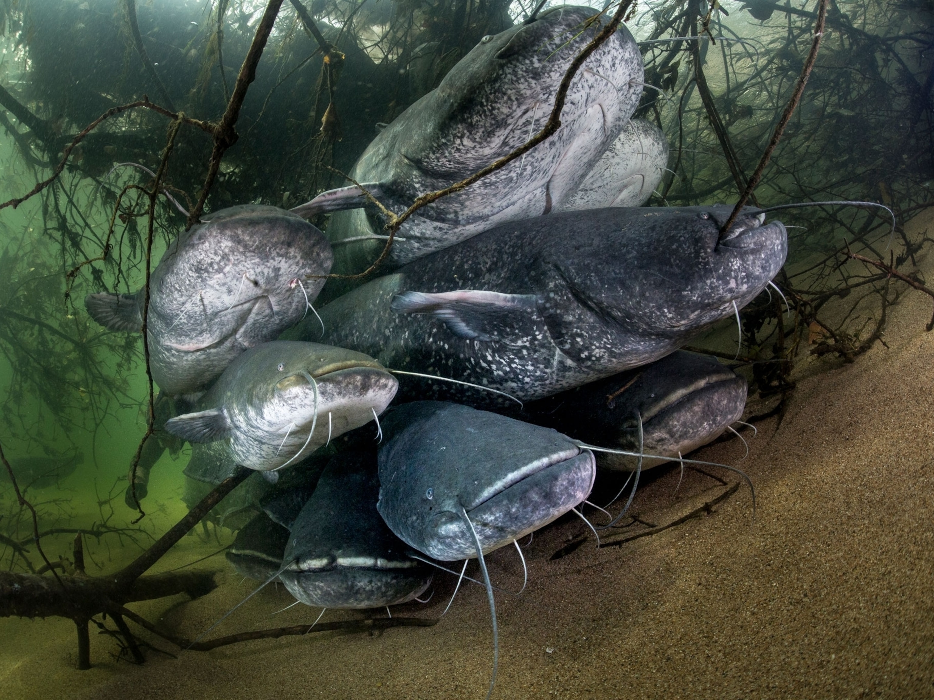 Сколько живут сомы в природе. Silurus GLANIS рыба. Сомик Озерный. Сомик Речной. Wels Catfish.