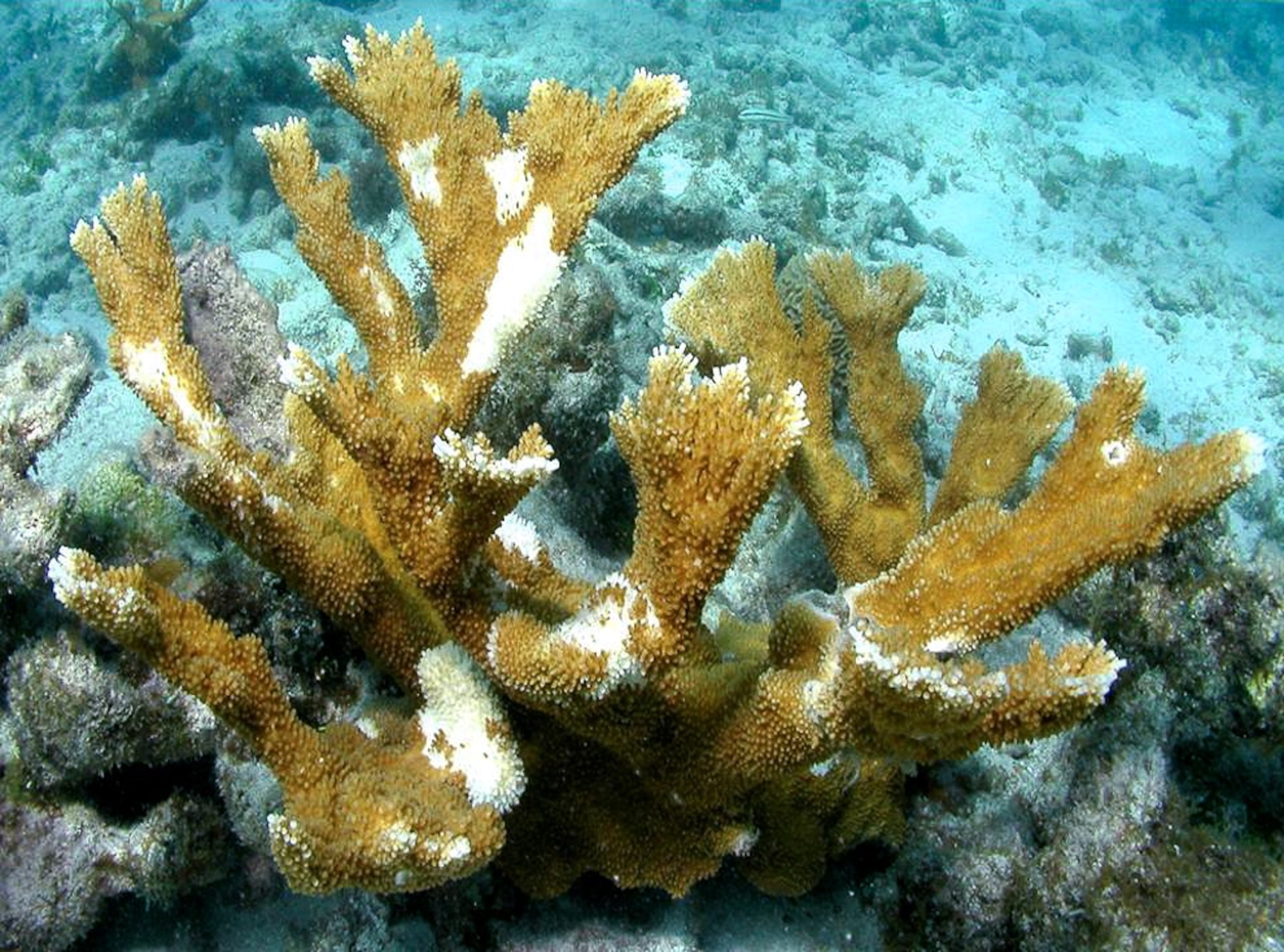 An infected elkhorn coral.